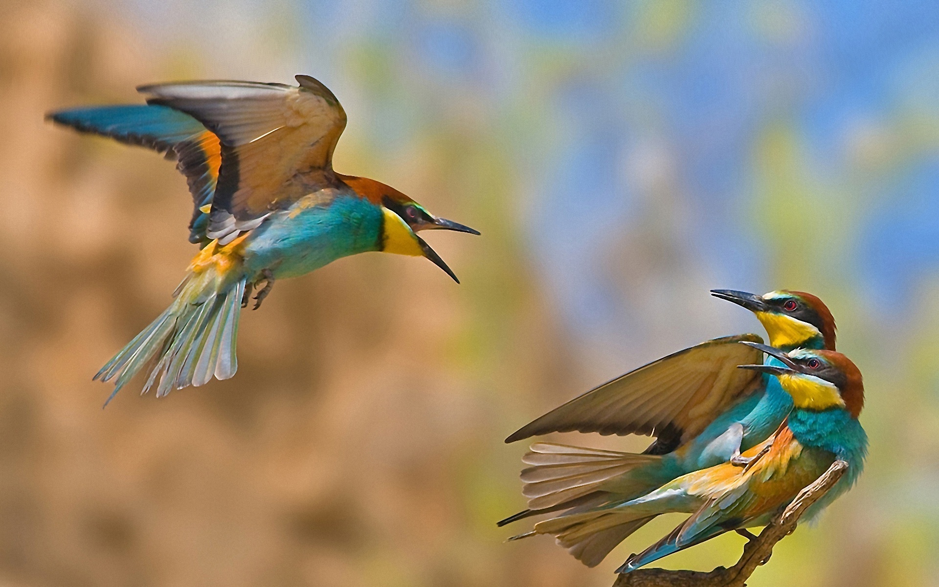 Golden Bee Eater 1920x1200