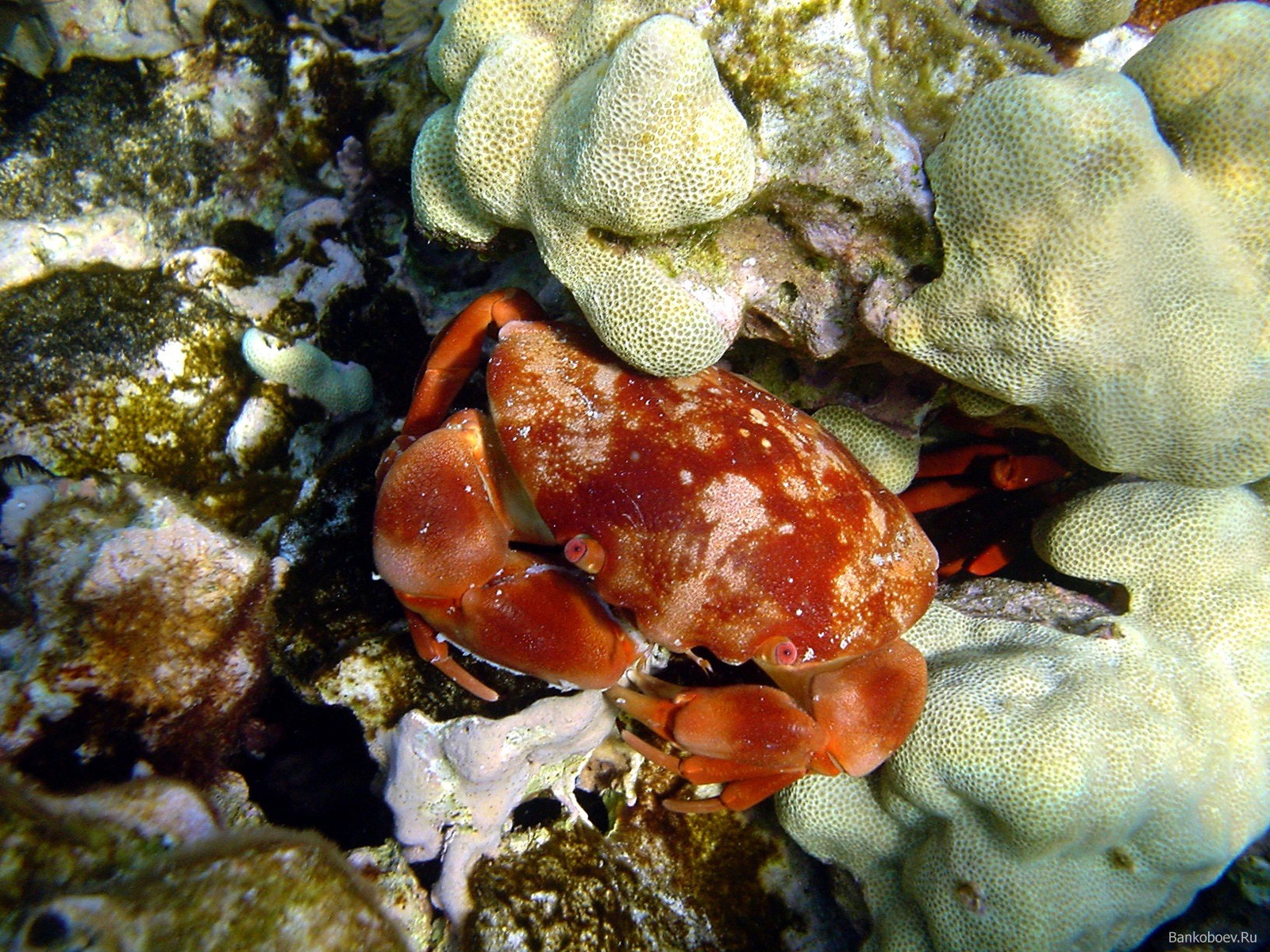 Underwater Sea Crabs Coral Crustaceans 1600x1200