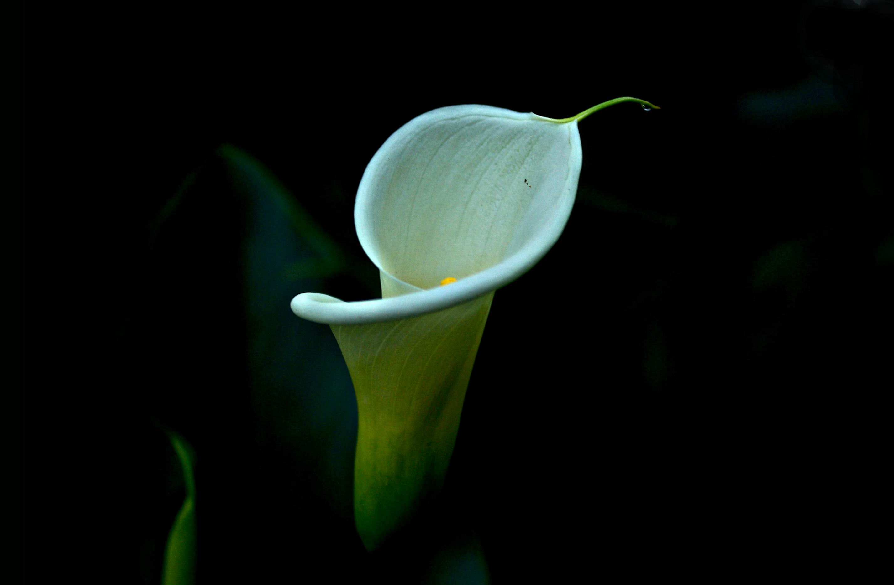 Calla Lily Calla Flower 2852x1868