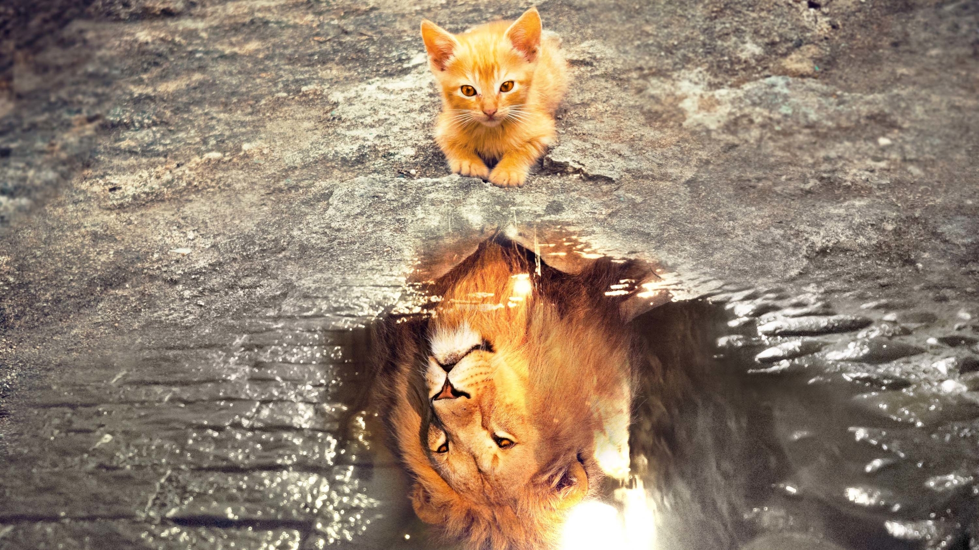 Nature Animals Cats Kittens Lion Wild Cat Water Reflection Imagination Baby Animals Courageous Cobbl 1920x1080