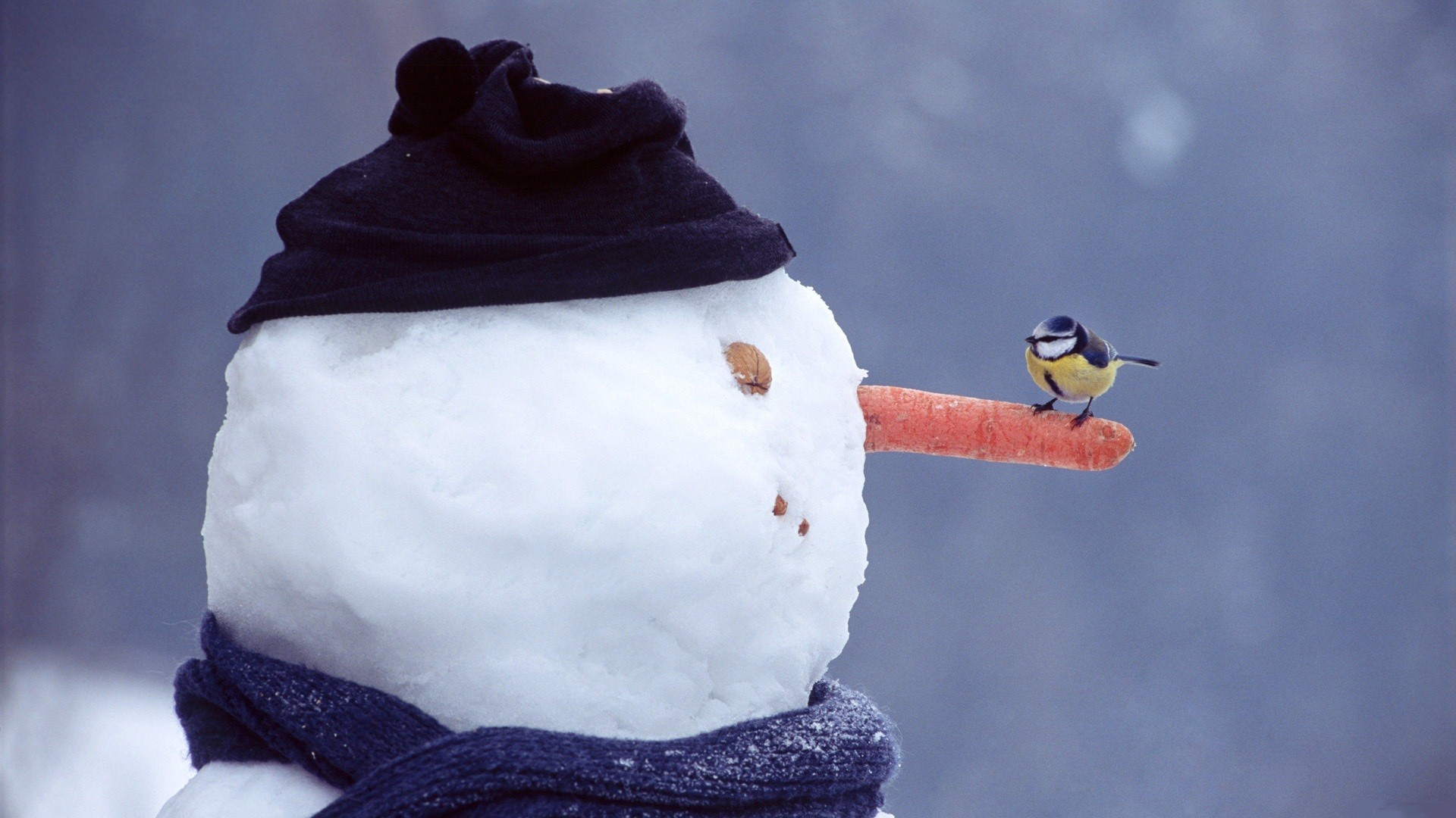 Winter Snow Snowmen Birds Nature Hat Scarf Carrots Simple Background Nuts Titmouse Snowmen Snowman B 1920x1080