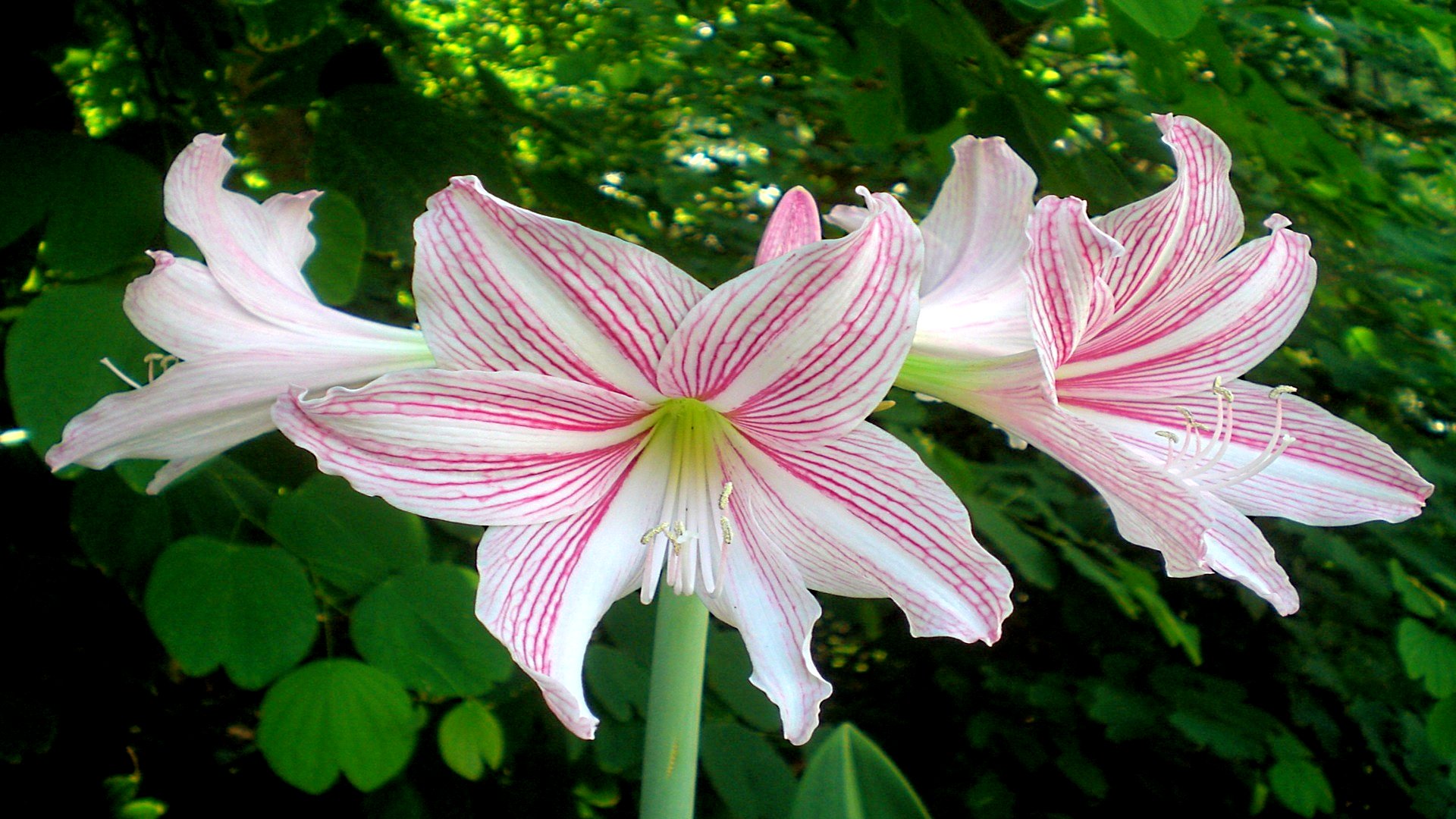 Amaryllis Lily 1920x1080