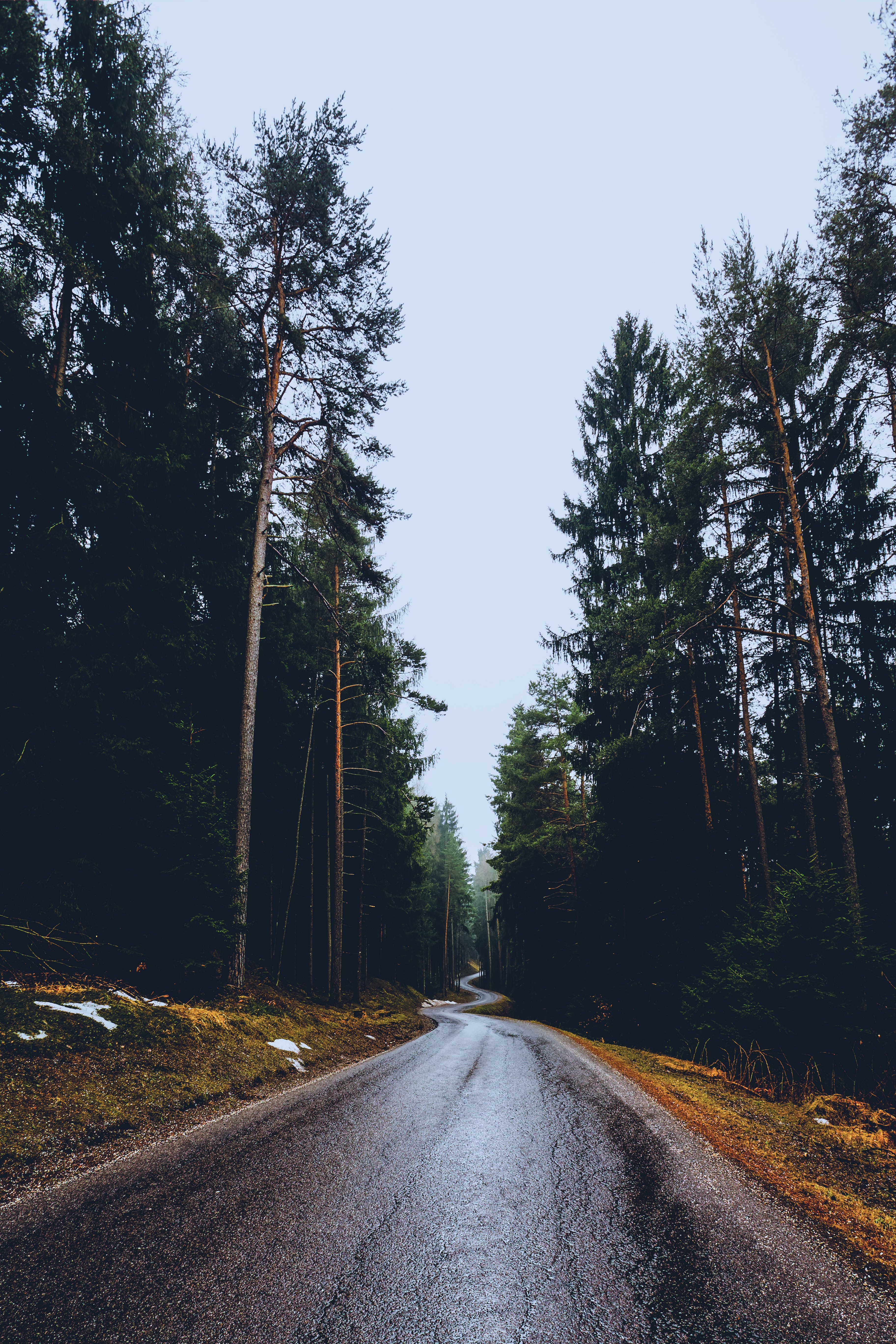 Nature Trees Road Long Road Pine Trees Forest 3648x5472