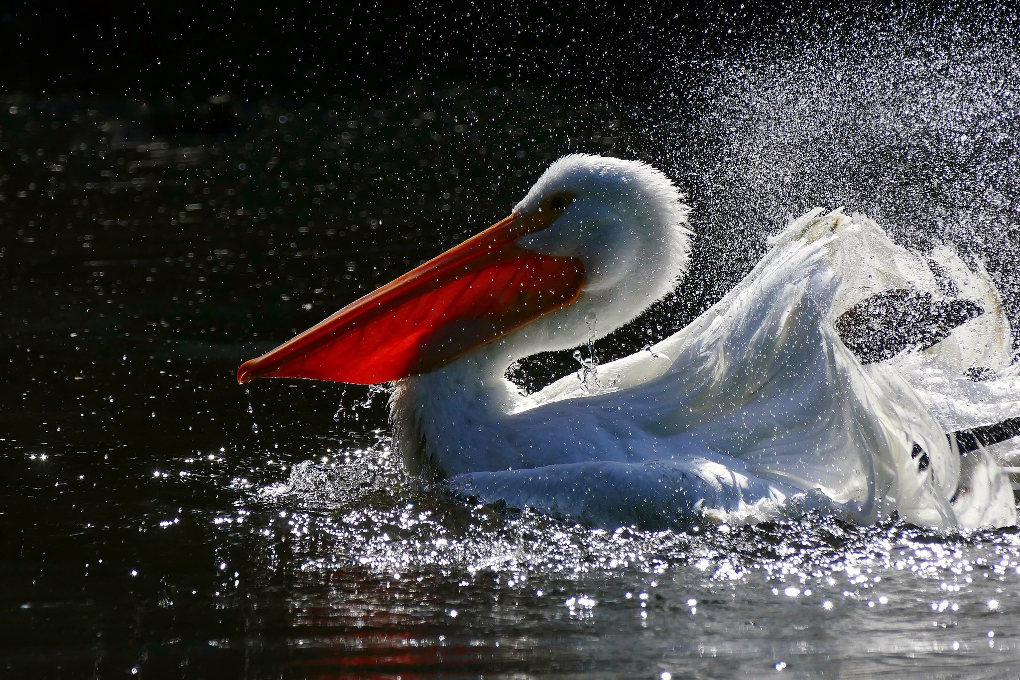 Animals Birds Pelicans 2048x1366