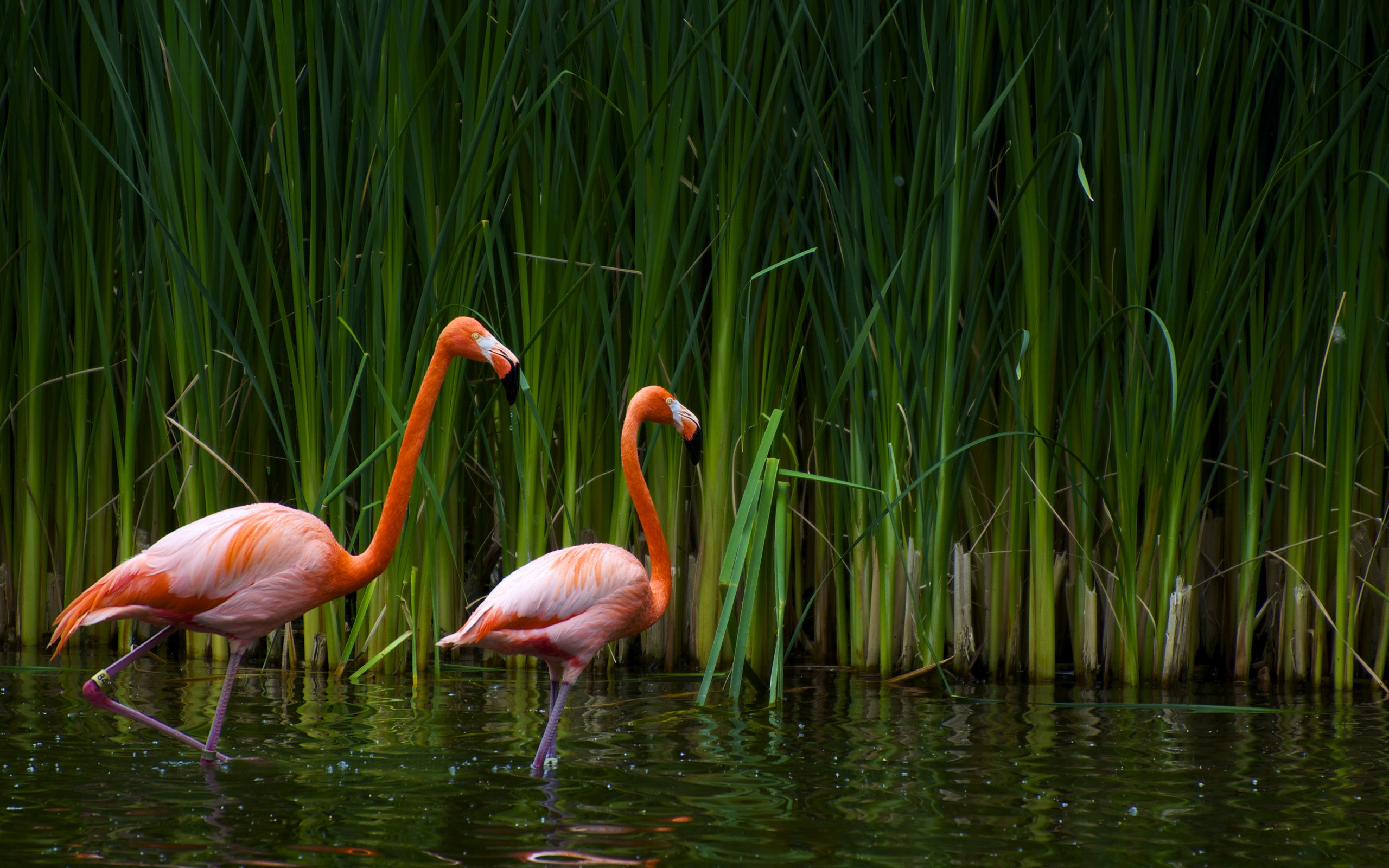 Flamingos River Birds Reed 2560x1600