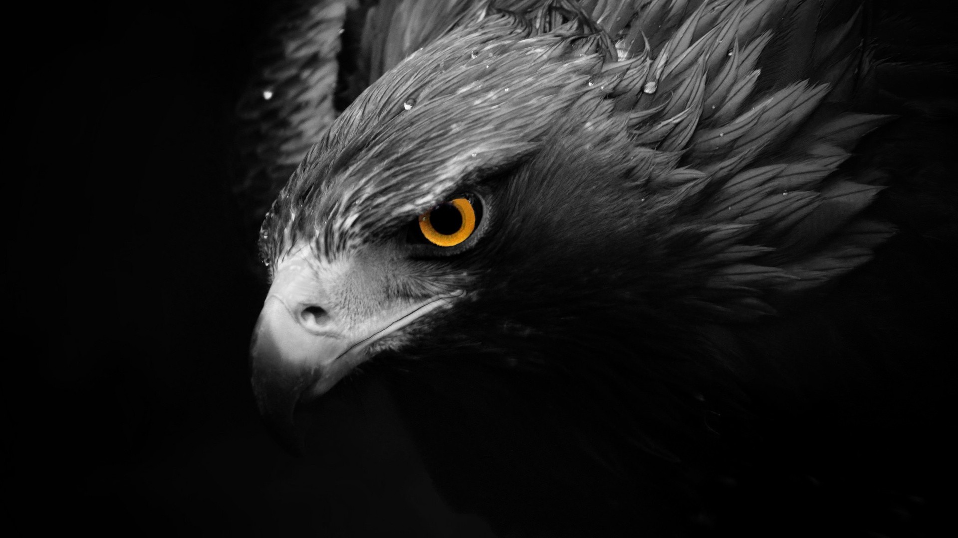 Birds Animals Selective Coloring Hawk Animal 1920x1080