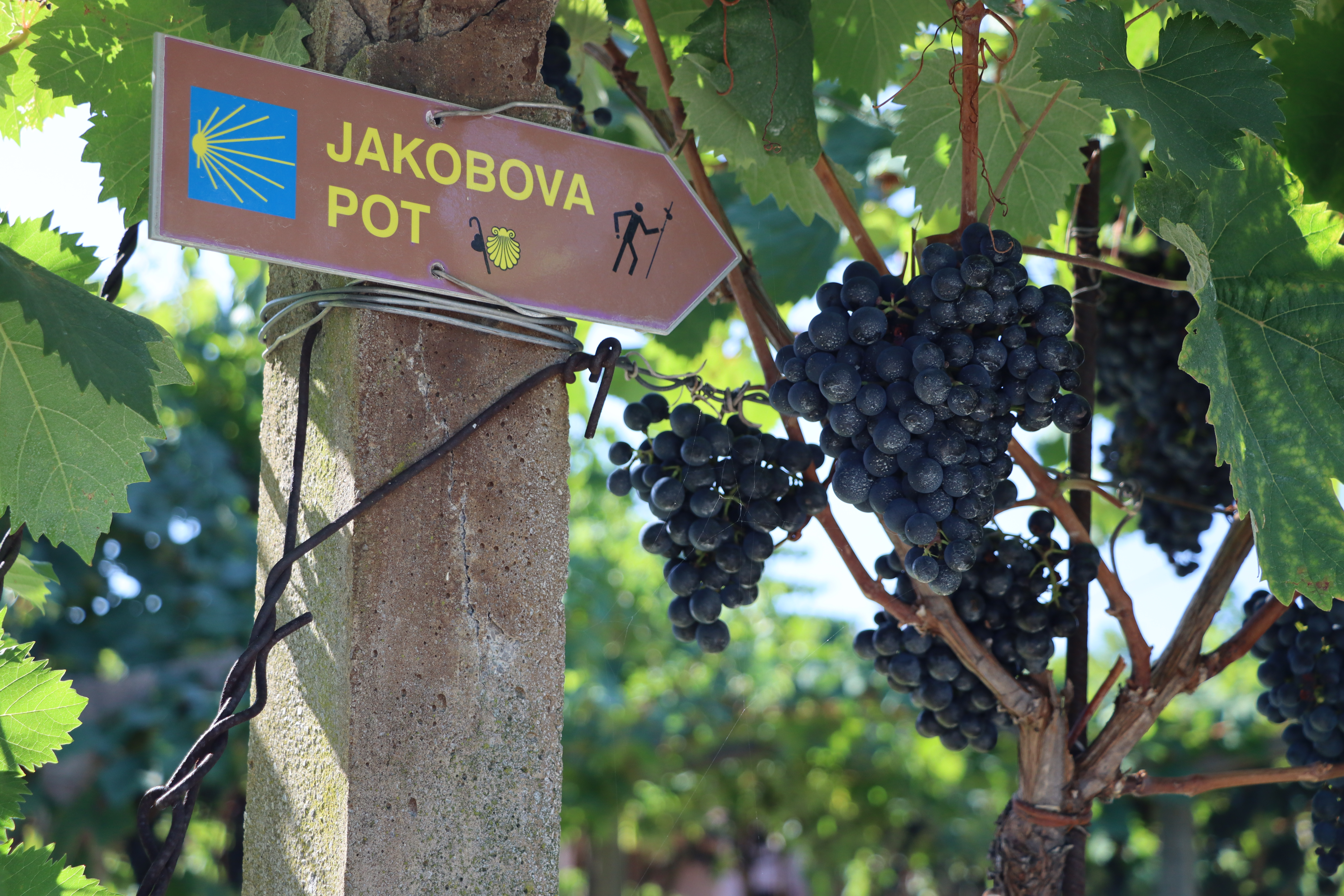 Jakobova Pot Slovenia Grapevine 6000x4000