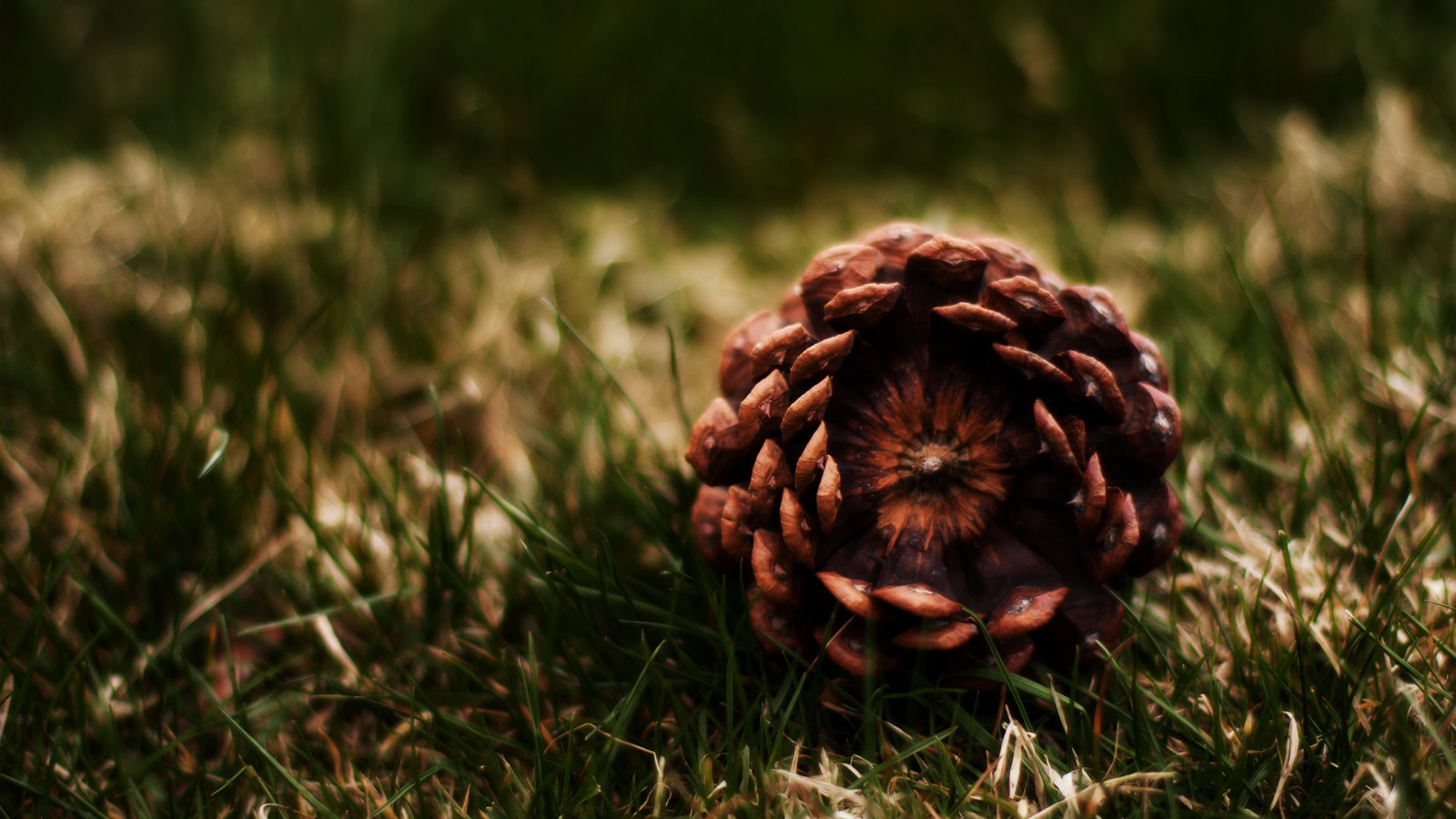 Pine Cones Grass Nature Macro 1600x900