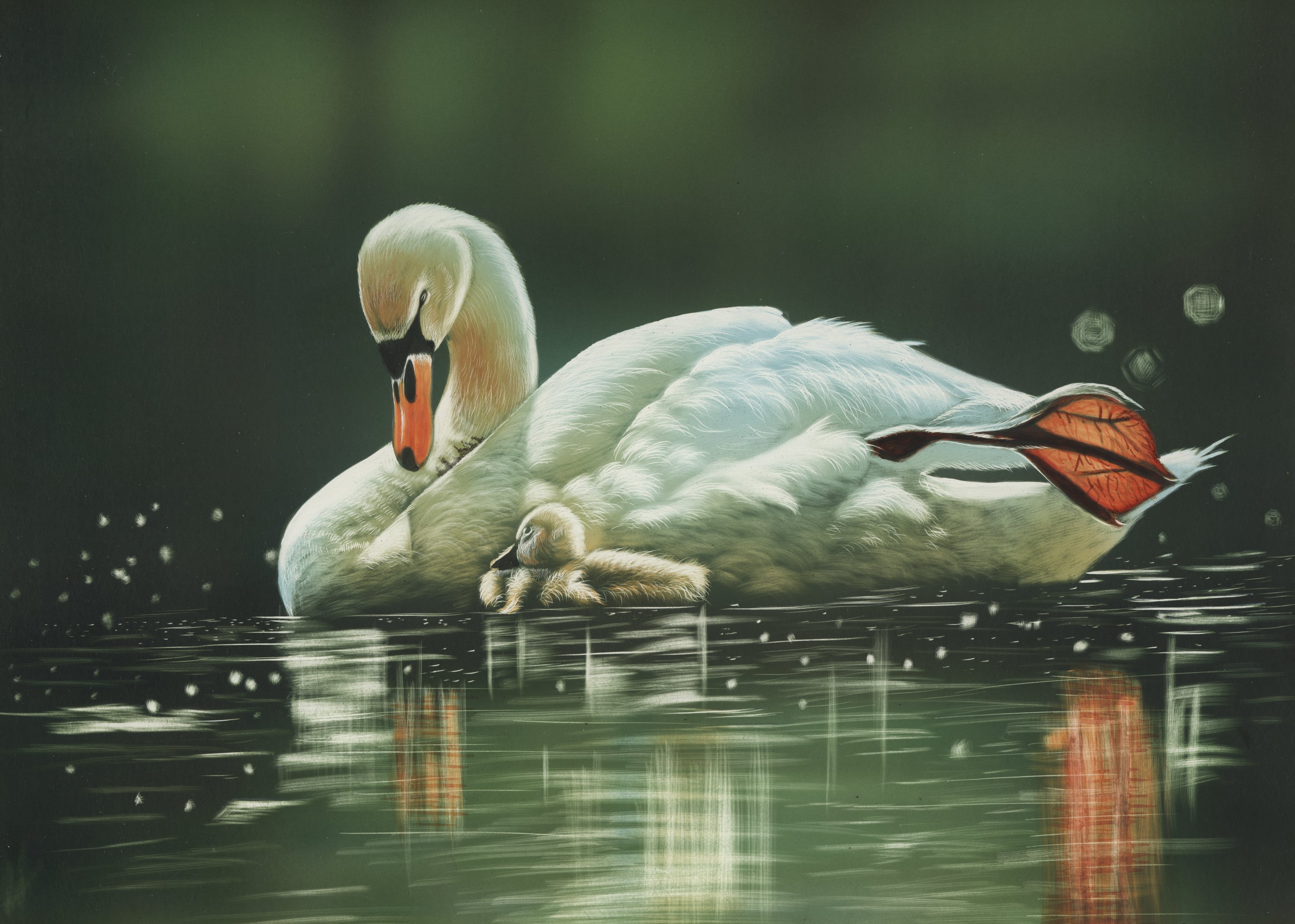 Artistic Painting Swan Cygnet Bird Water 3487x2488