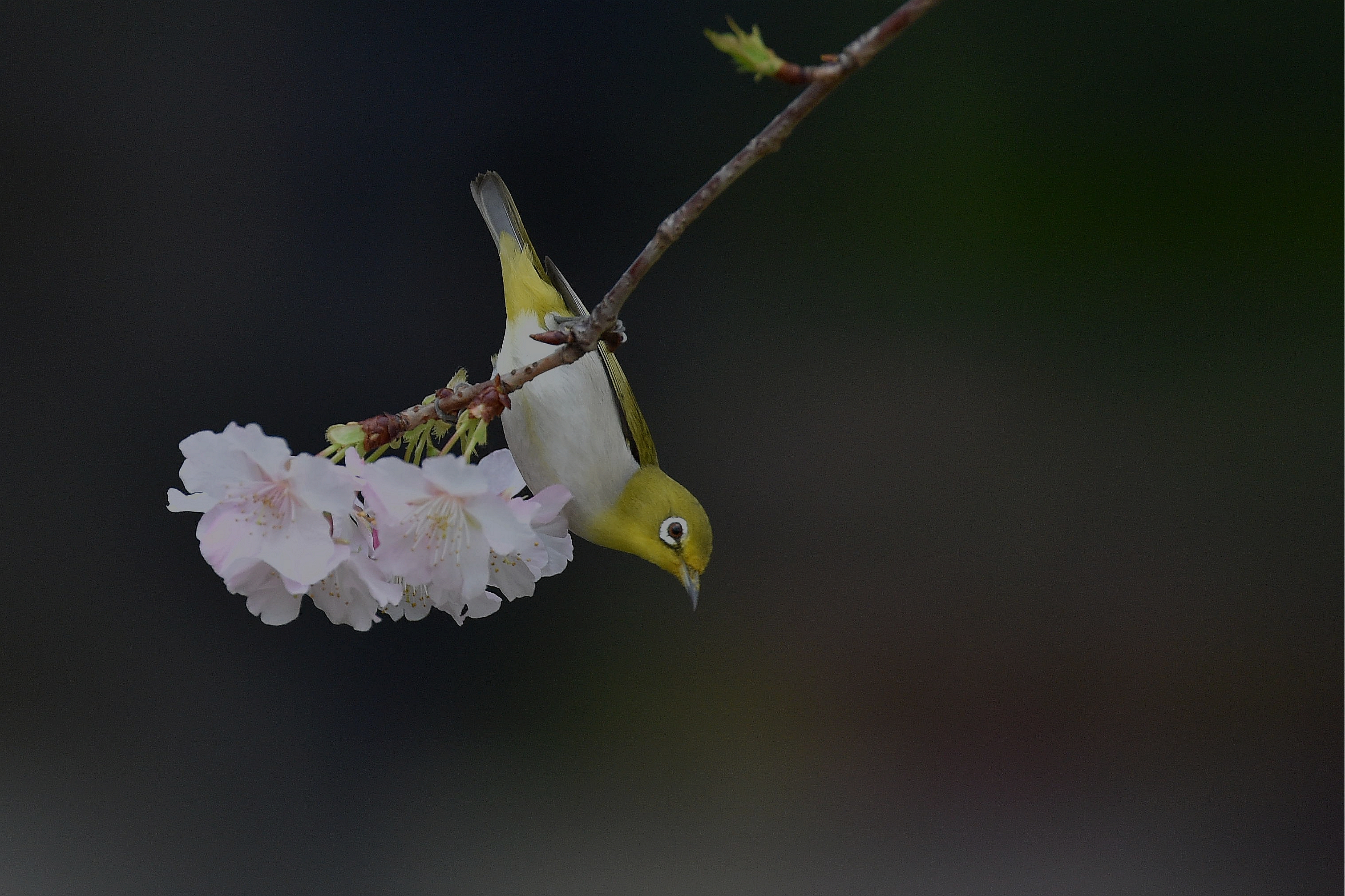 Japanese White Eye Bird Passerine Sakura Blossom Spring Japan 3023x2015
