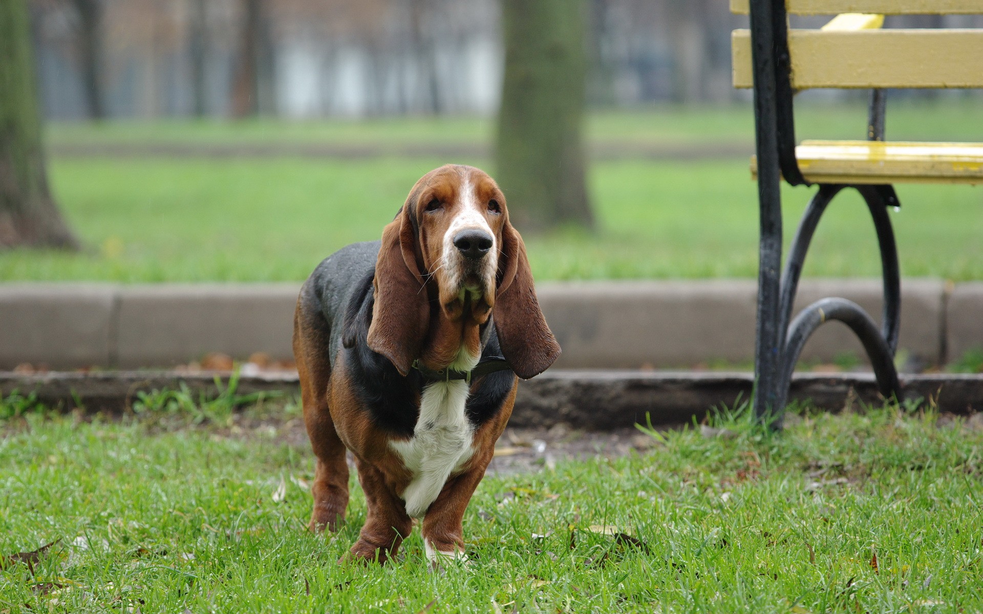 Outdoors Park Animals Dog Good Boy 1920x1200