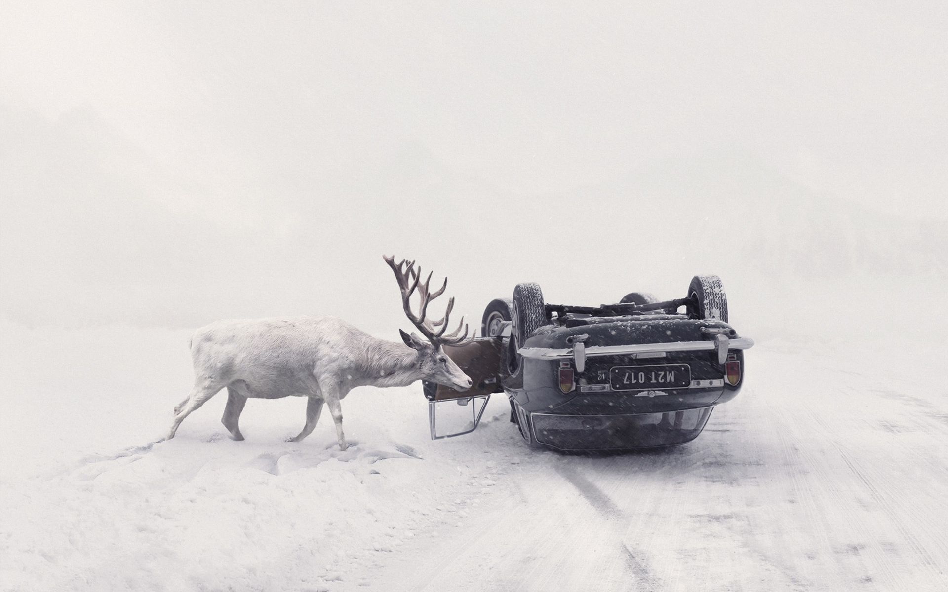 Car Vehicle Winter Animals Accidents Deer Snow Martin Stranka Road Photography Snowing Upside Down C 1920x1200