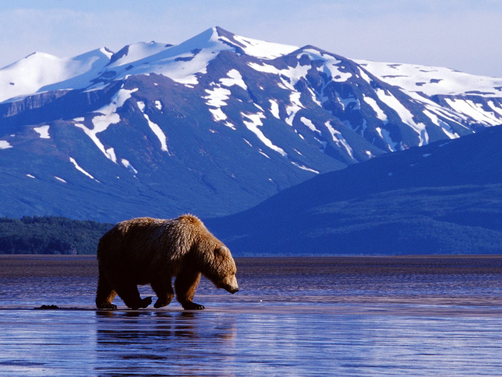 Bear Grizzly Denali National Park Alaska Wildlife 1600x1200