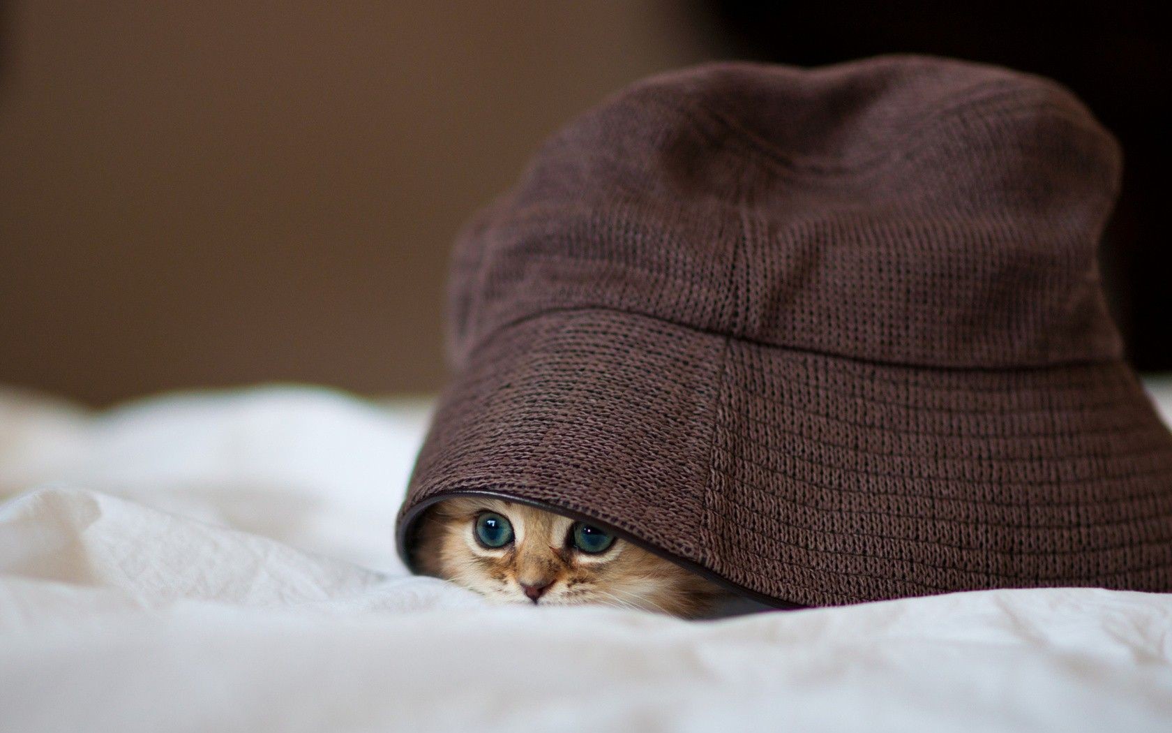 Animals Cats Pet Kittens Hat Blankets Depth Of Field Hiding Woolen Blue Eyes Ben Torode 1680x1050