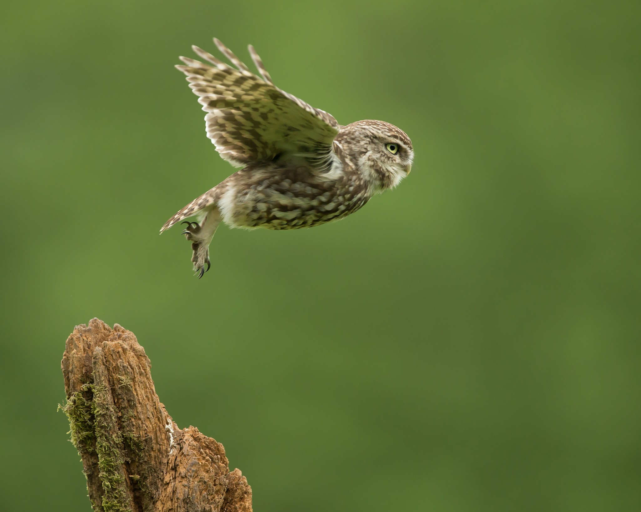 Photography Birds Owl Take Off Macro 2048x1638