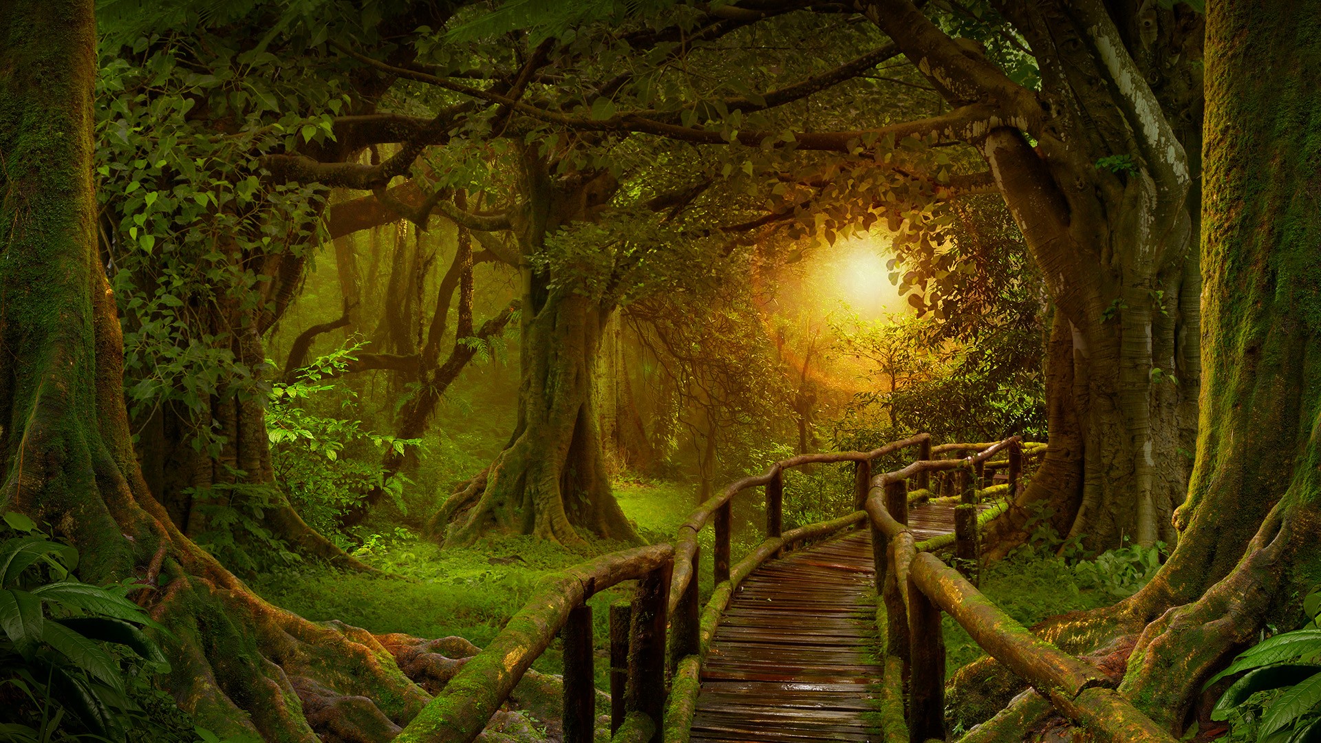 Nature Landscape Trees Forest Sun Plants Walkway Wooden Bridge Tropical Forest Wood Planks Leaves Br 1920x1080