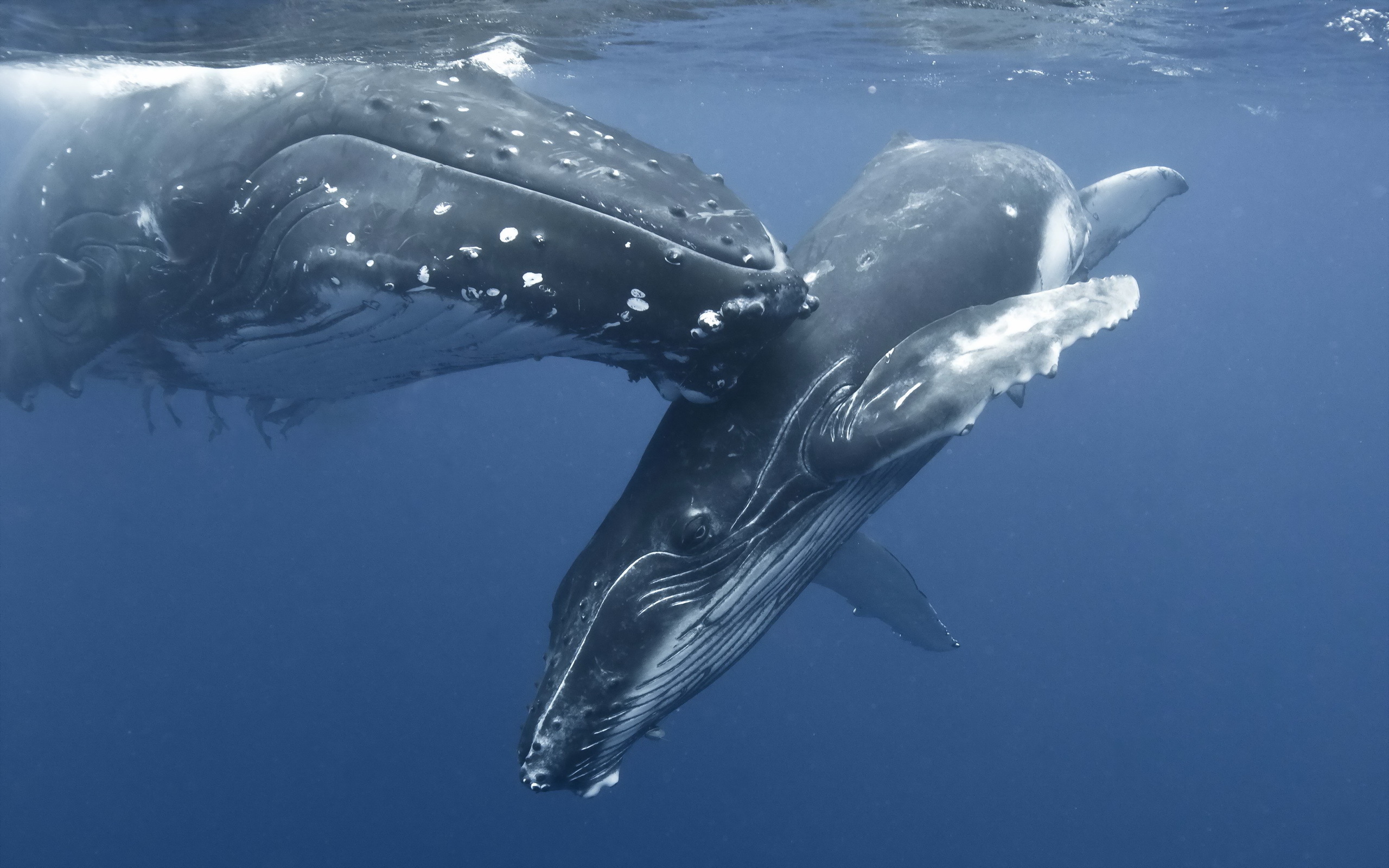 Humpback Whale 2560x1600