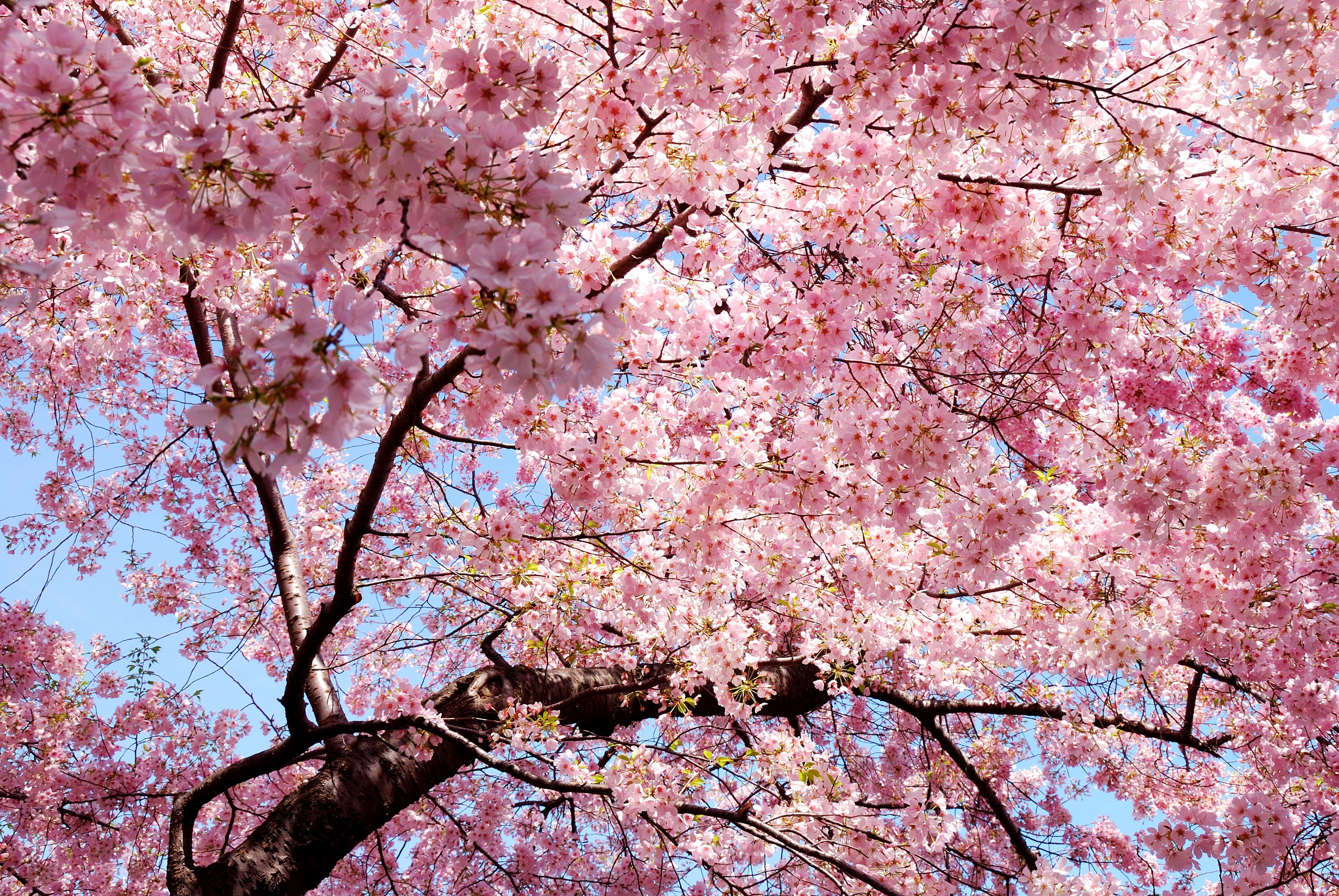 Pink Trees Nature Magnolia Cherry Blossom 7744x5184