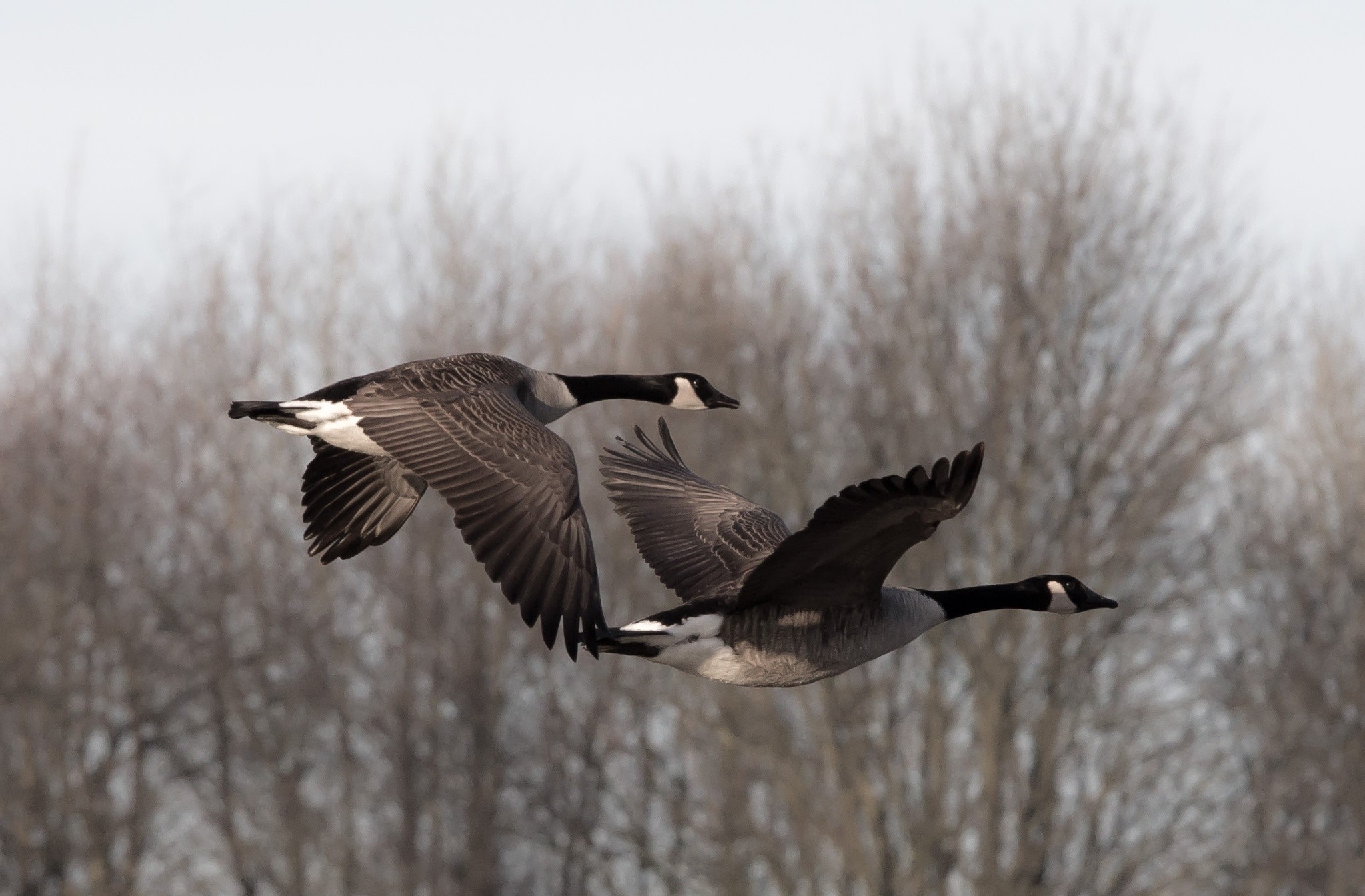 Geese 2048x1344