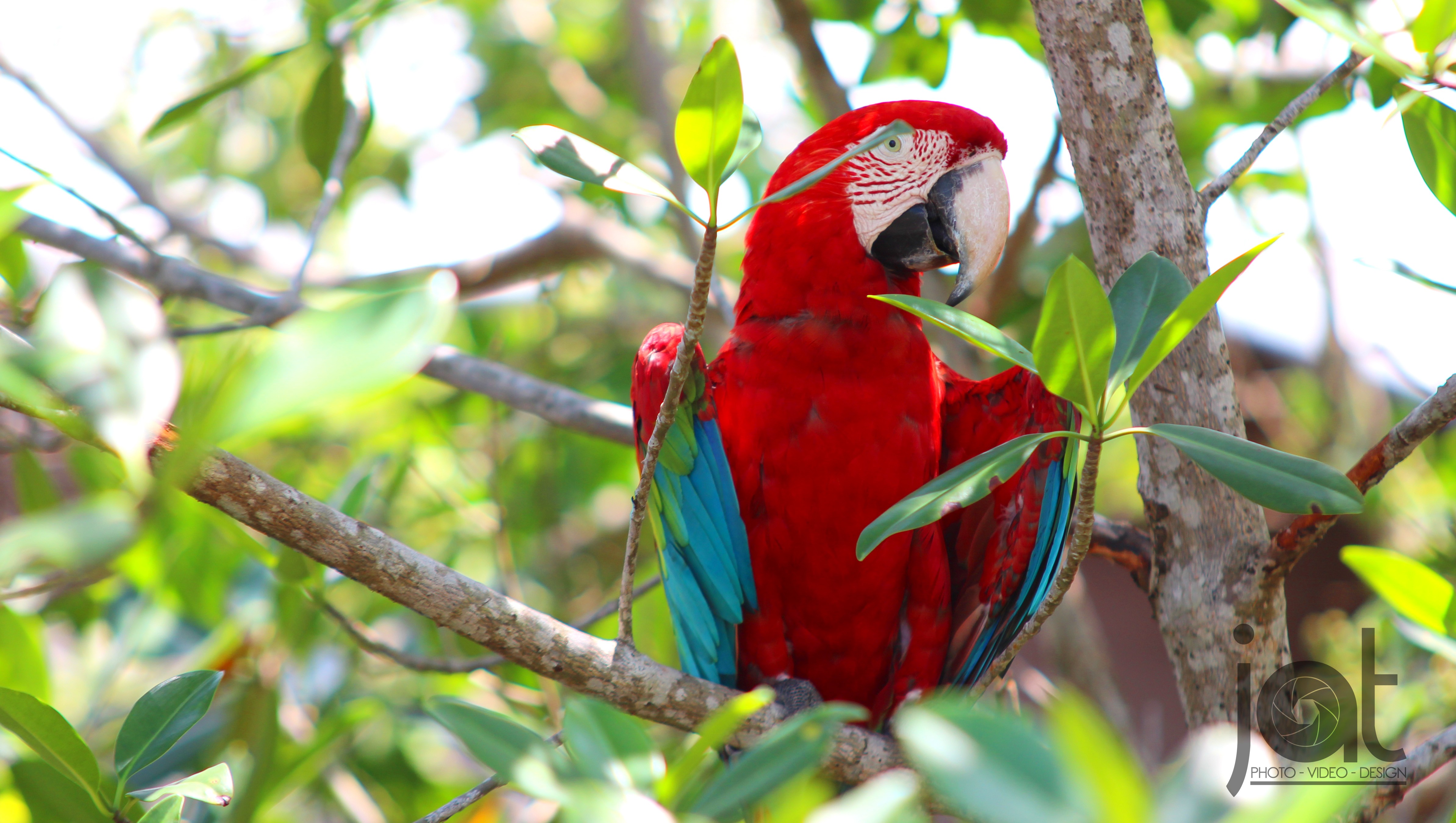 Birds Big Bird Panama Isla Colon Island Bocas Town Bocas Del Toro Trees Parrot 4776x2700
