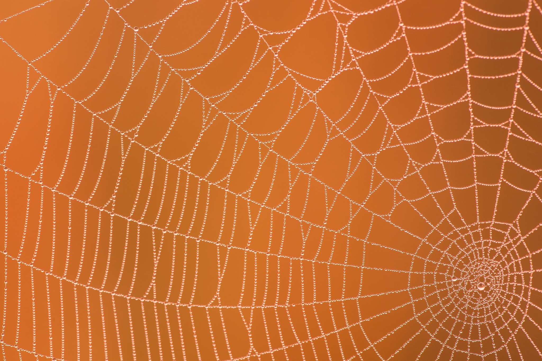 Macro Nets Spiderwebs 2048x1365