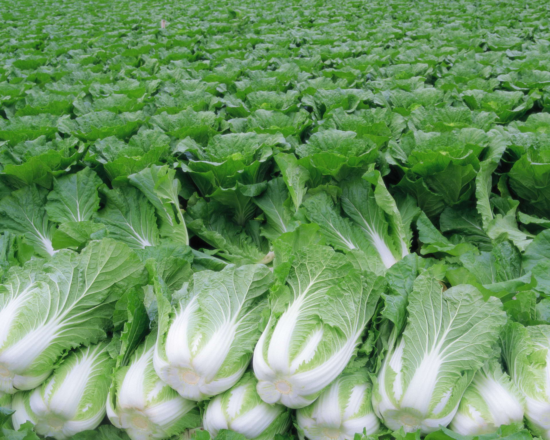 Food Cabbage 1920x1536