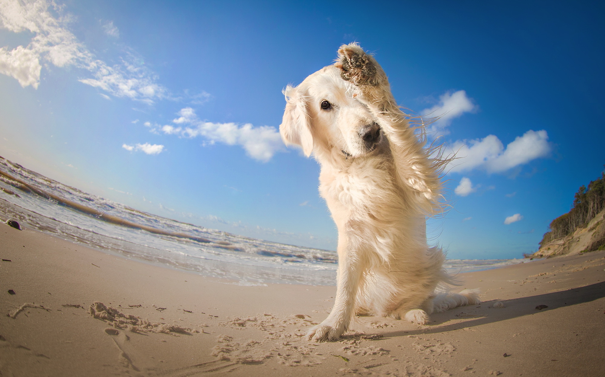 Dog Beach Sky Sand Fisheye 1999x1245