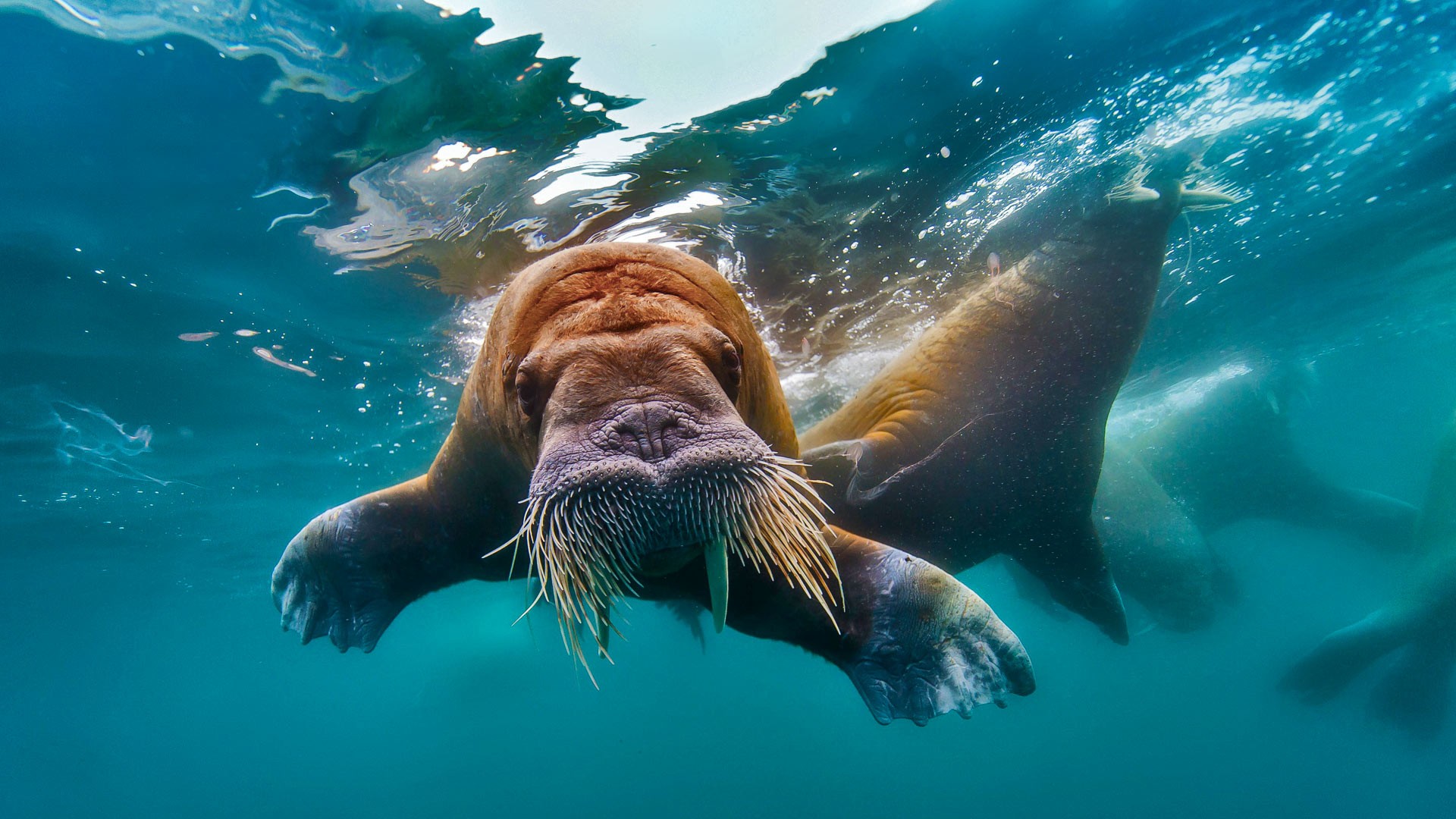Bing Photography Nature Walruses Walrus Underwater 1920x1080