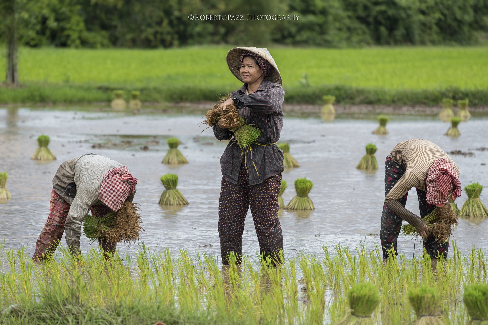 Peasants Rice Fields Asian Watermarked 2048x1365