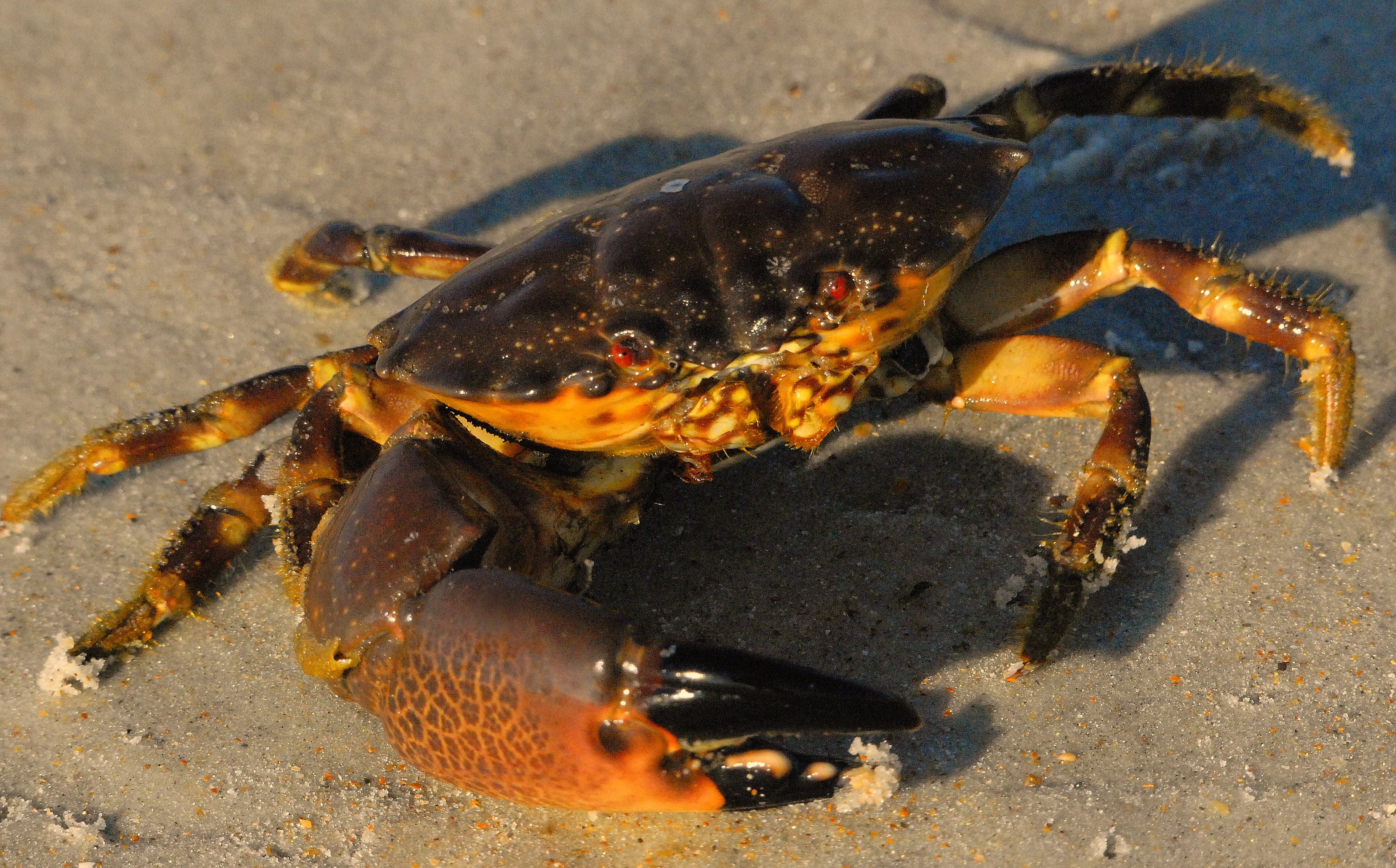 Crabs Animals Nature Crustaceans 3664x2280