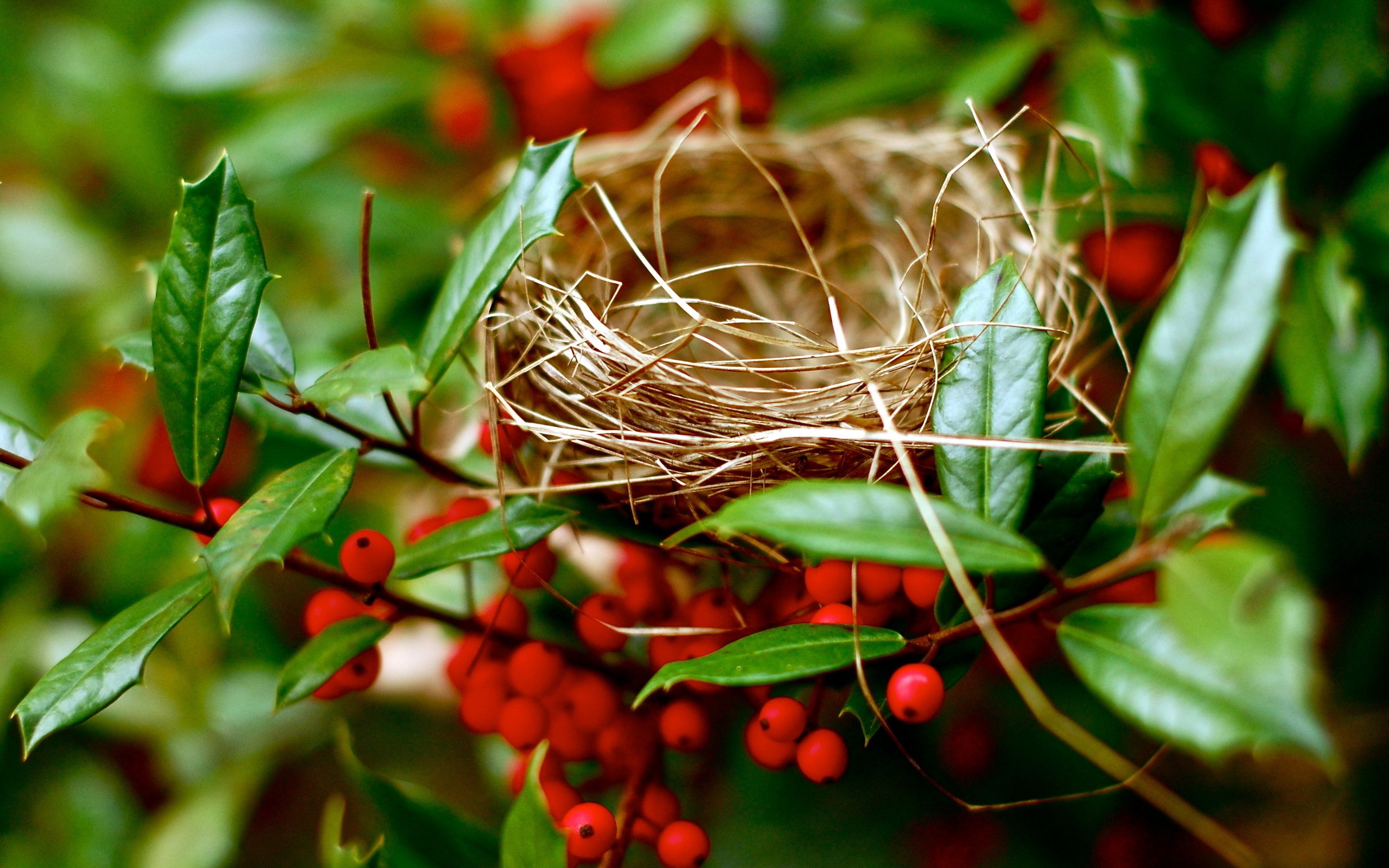 Plants Macro Nests 2560x1600