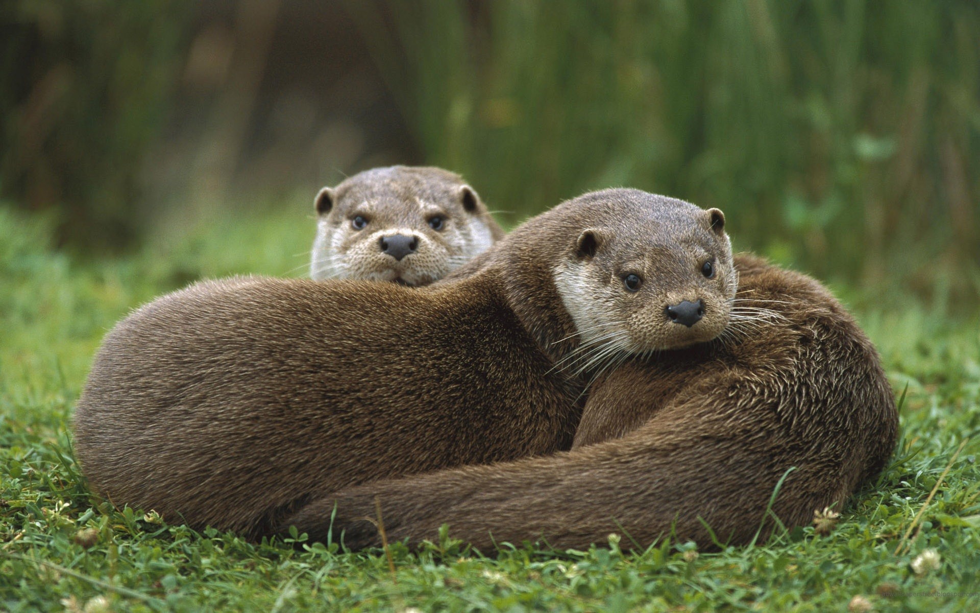 Otters Animals Mammals Wildlife 1920x1200