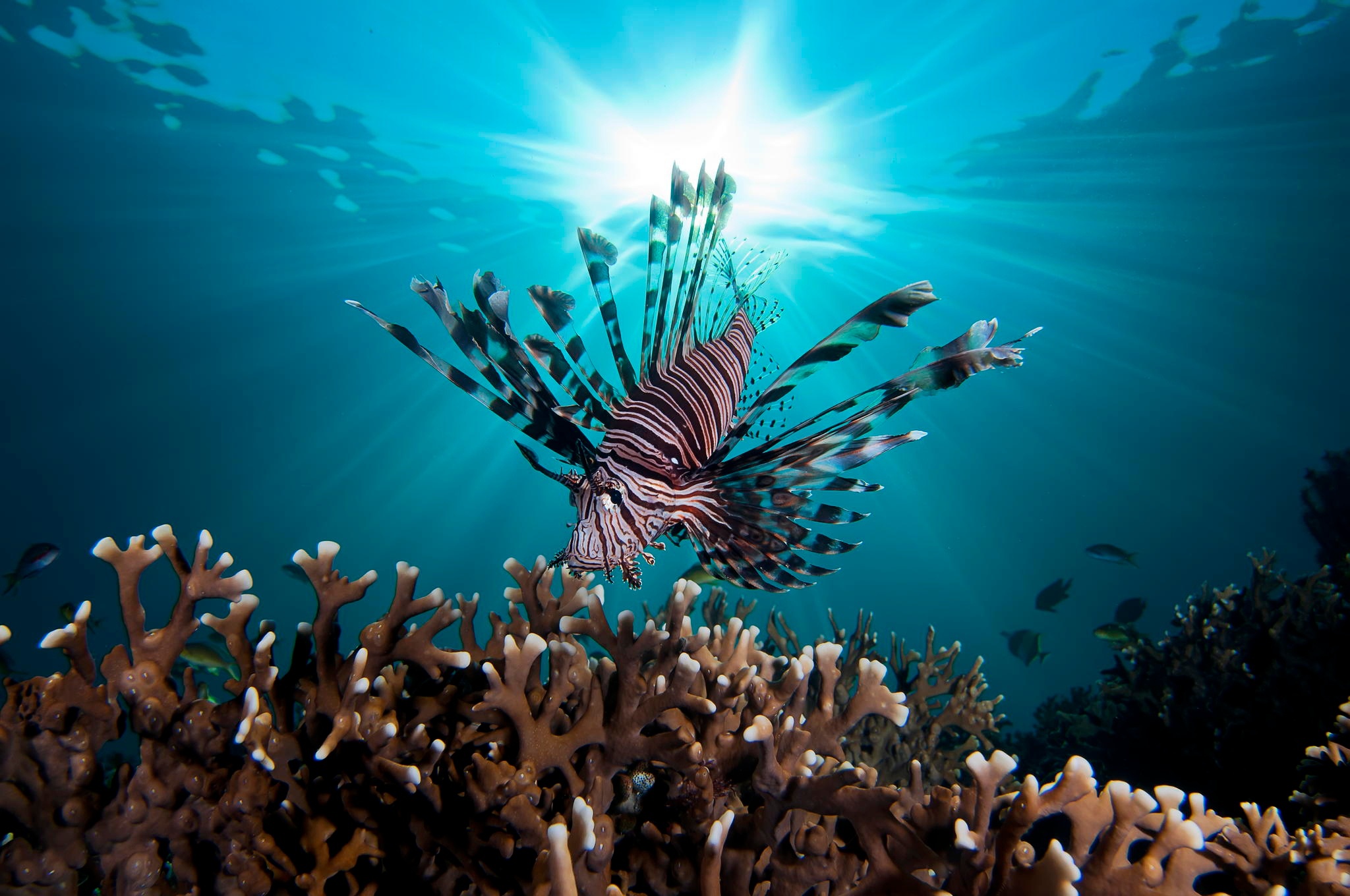Lionfish Fish Underwater Coral Sunbeam 2048x1360