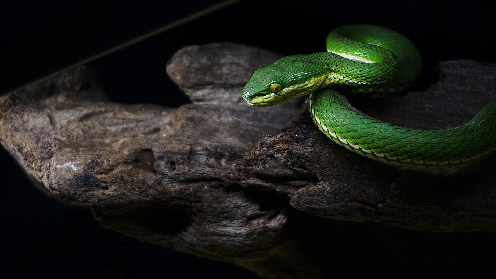 Snake Nature Toxic 1920x1080