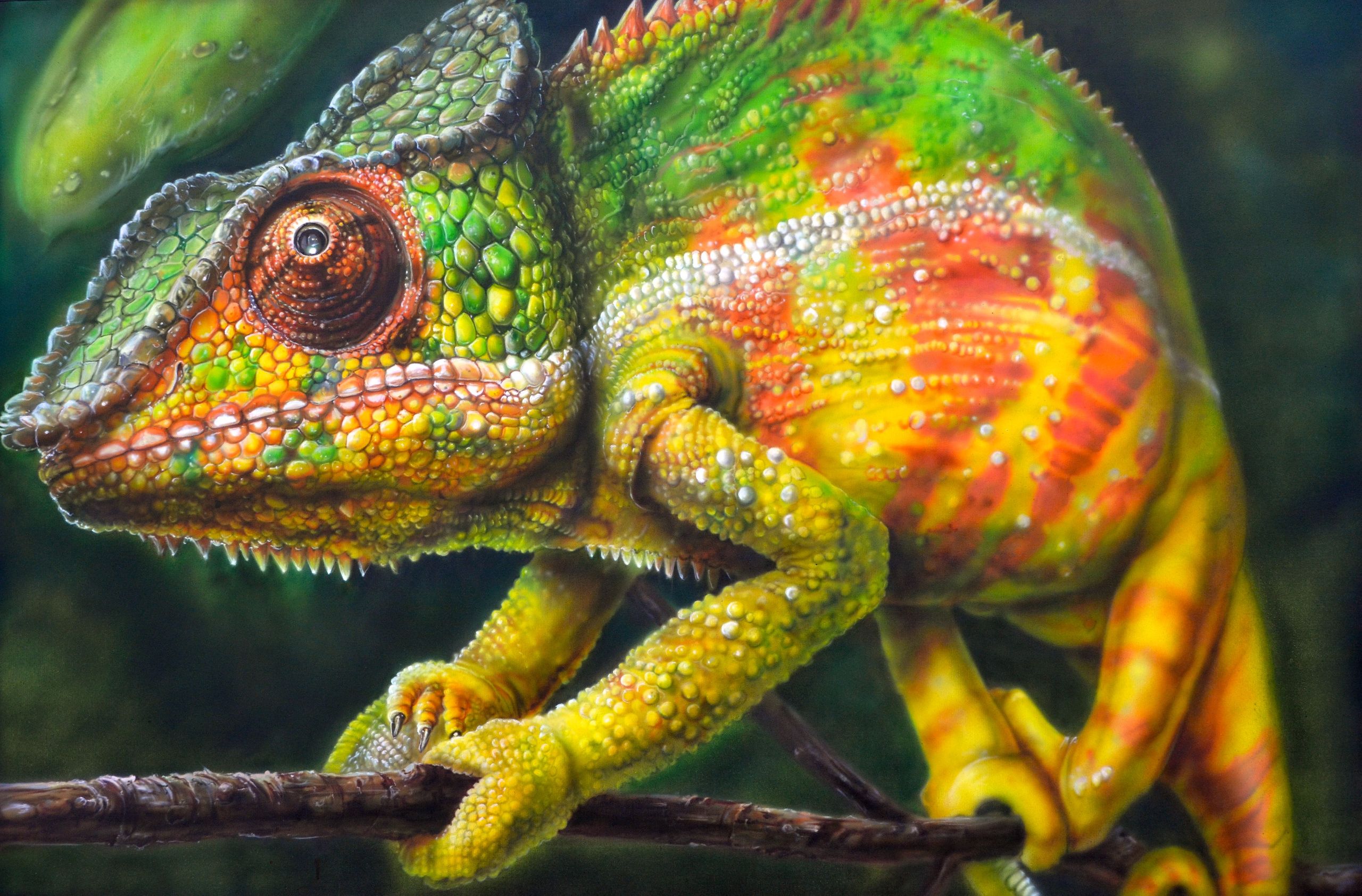 Artwork Nature Animals Cameleon Colorful 2560x1686