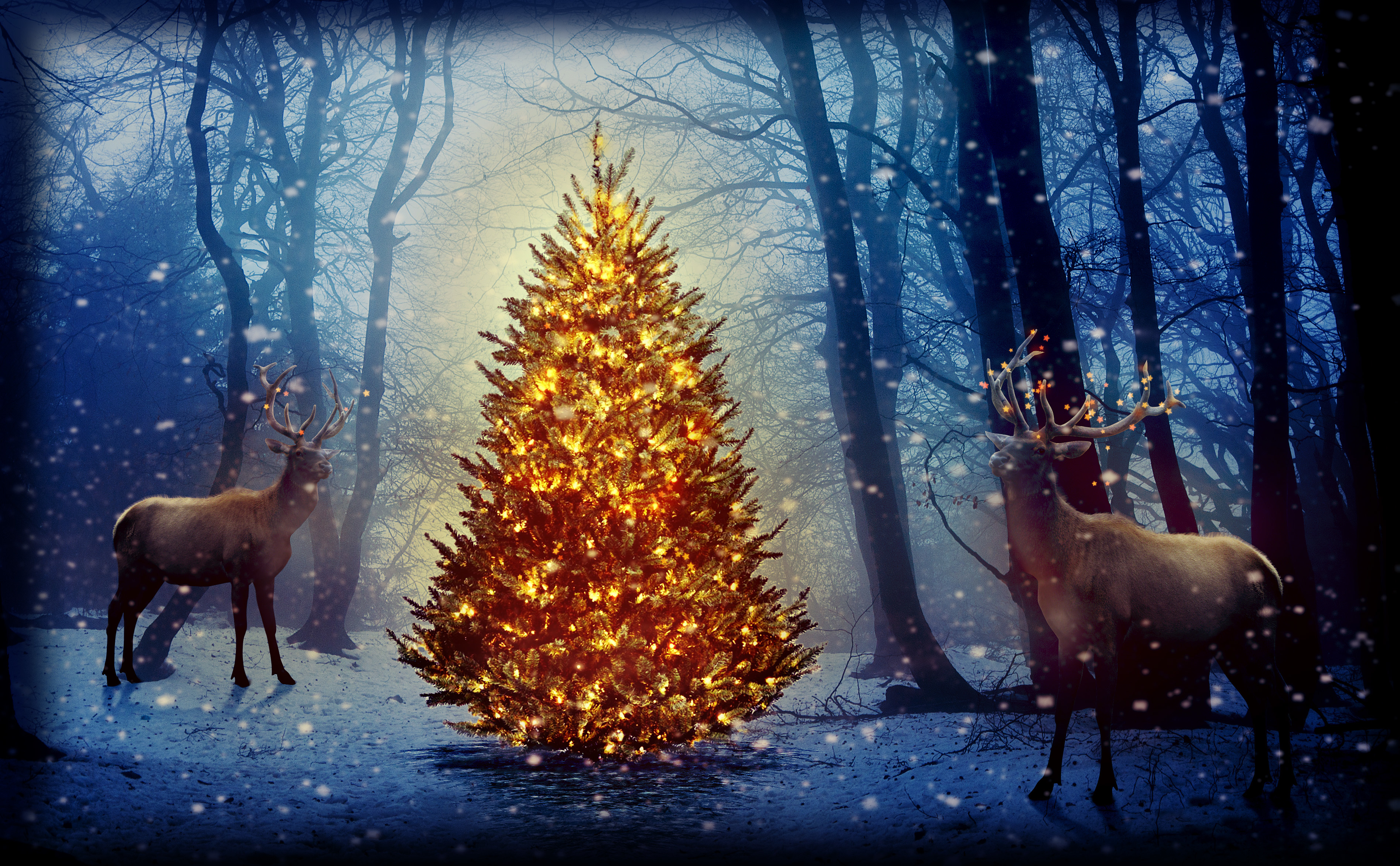 Holiday Christmas Deer Christmas Tree Forest Snow Winter Buck 3790x2344
