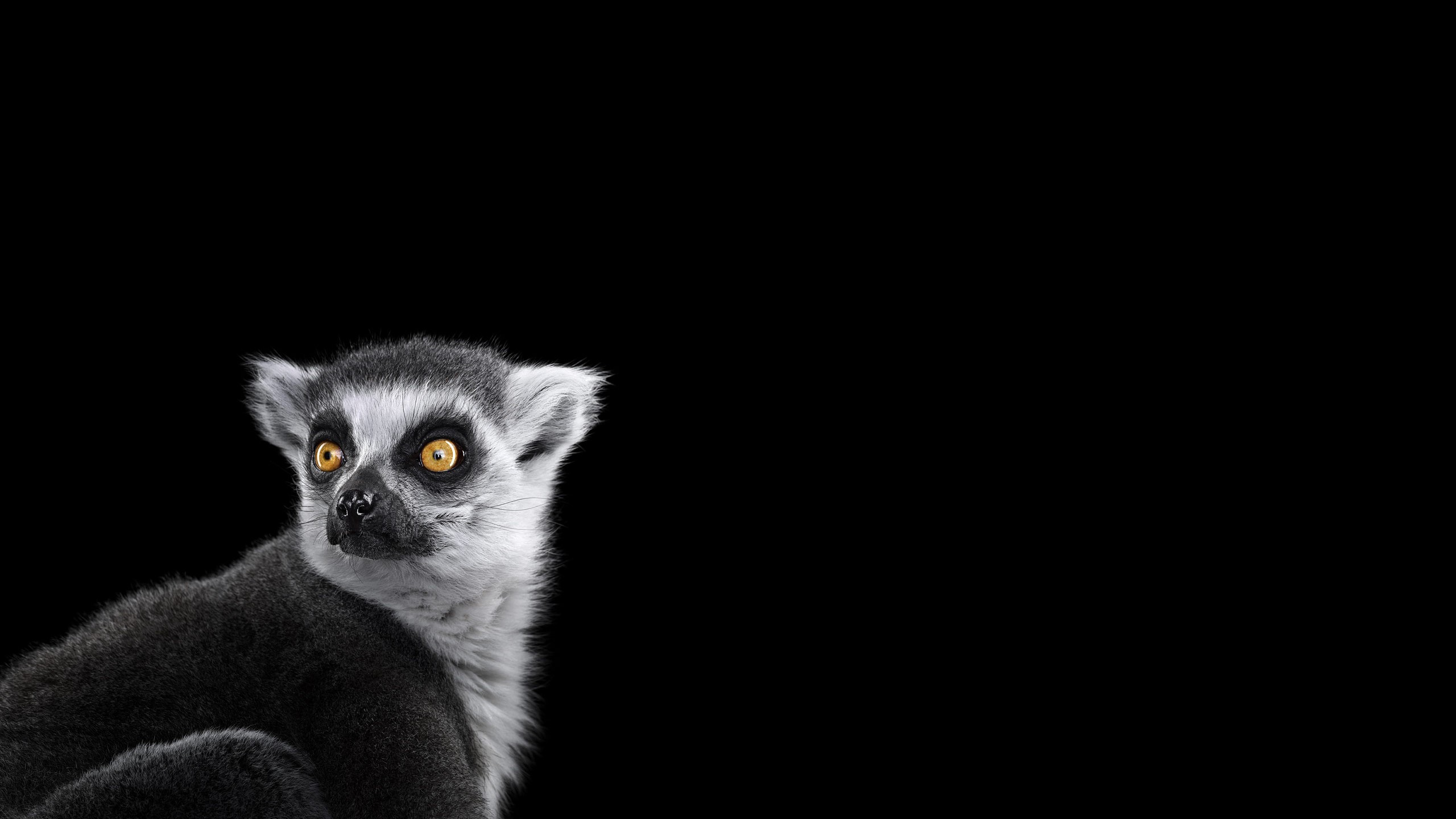 Lemurs 2560x1440