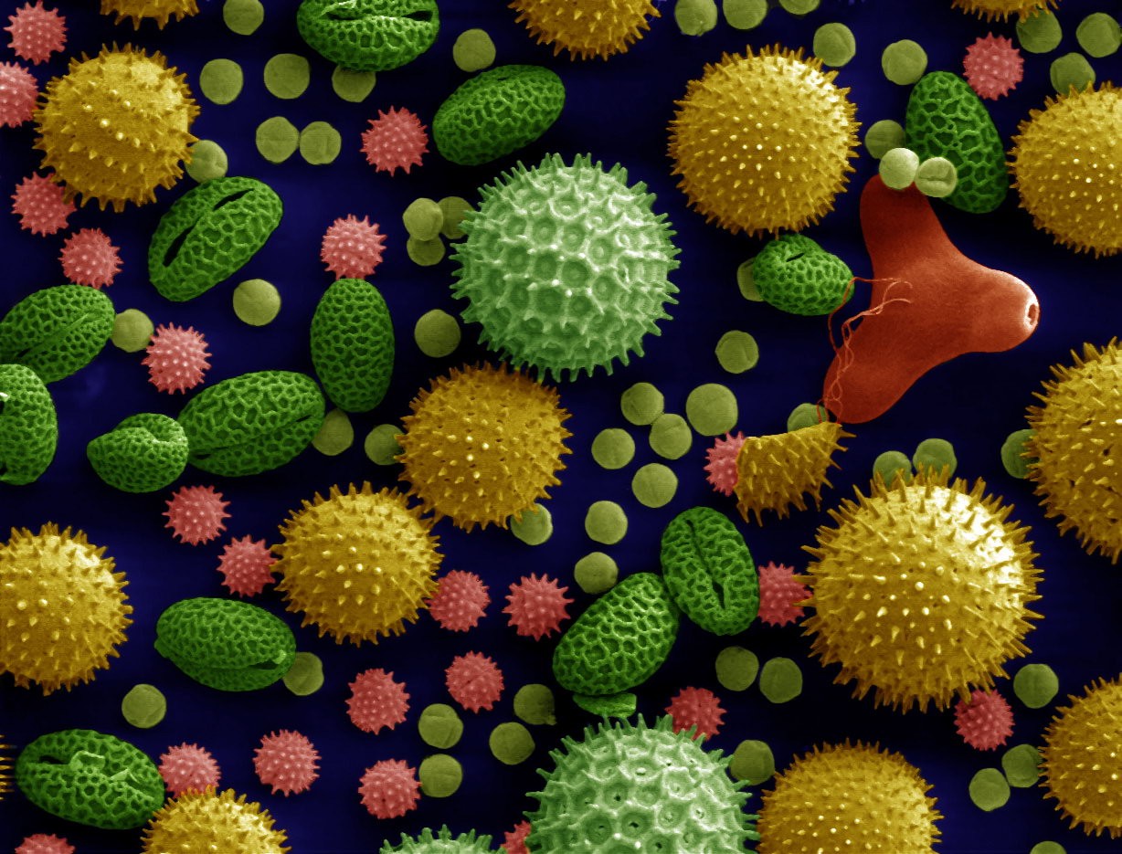 Microscopic Macro Colorful Miniatures Science Pollen Colorized Photos Grain Chemistry 1228x935