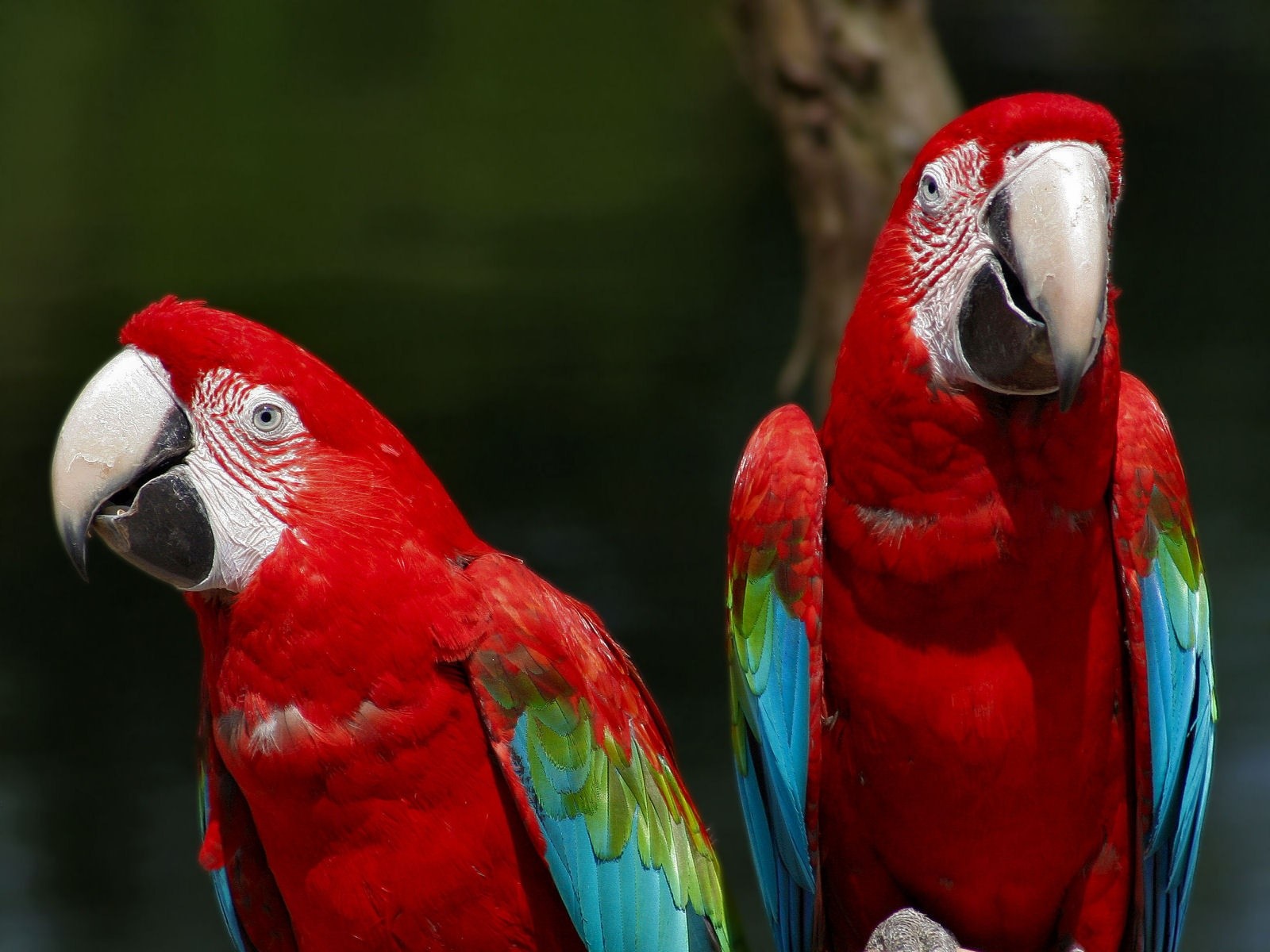 Animal Red And Green Macaw 1600x1200