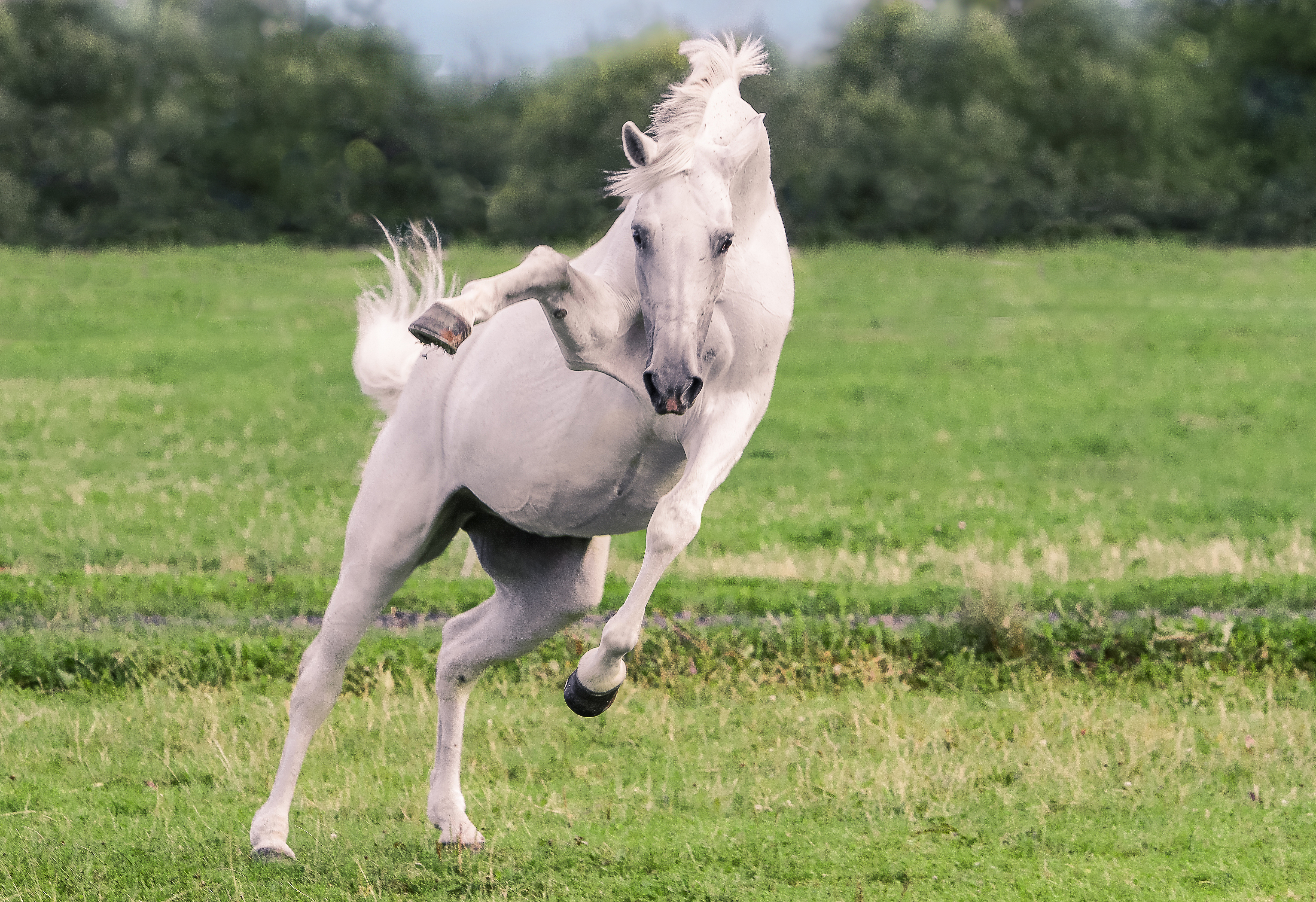 Horse Mammals Outdoors Animals Grass White Domesticated Animals Jumping 4832x3312