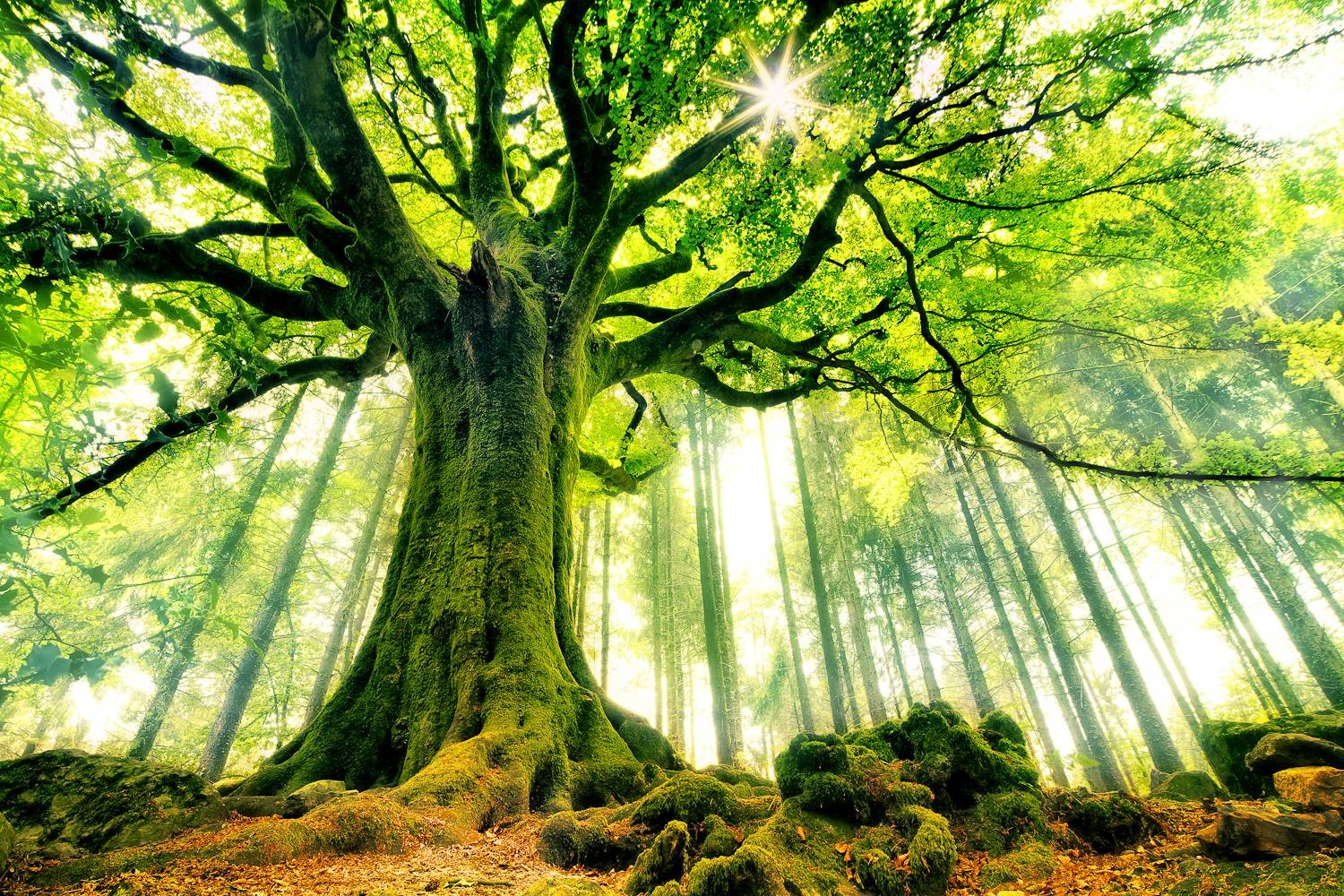 Beech Trees Forest Moss Sun Rays Nature Landscape France Green Roots Ancient Nature Landscape Trees  1500x1000