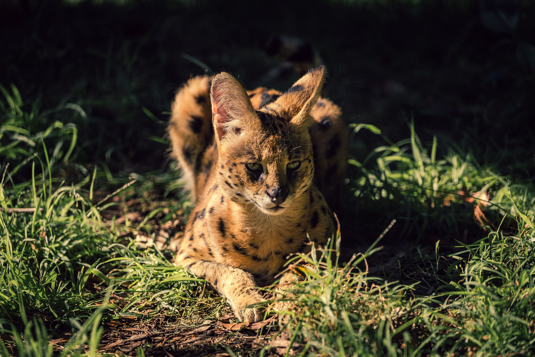 Serval Big Cat Grass Wildlife 2048x1365