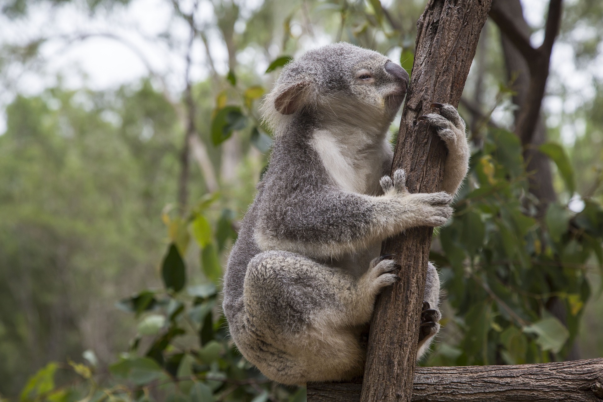 Koala Marsupial Animal Mammal 1920x1280