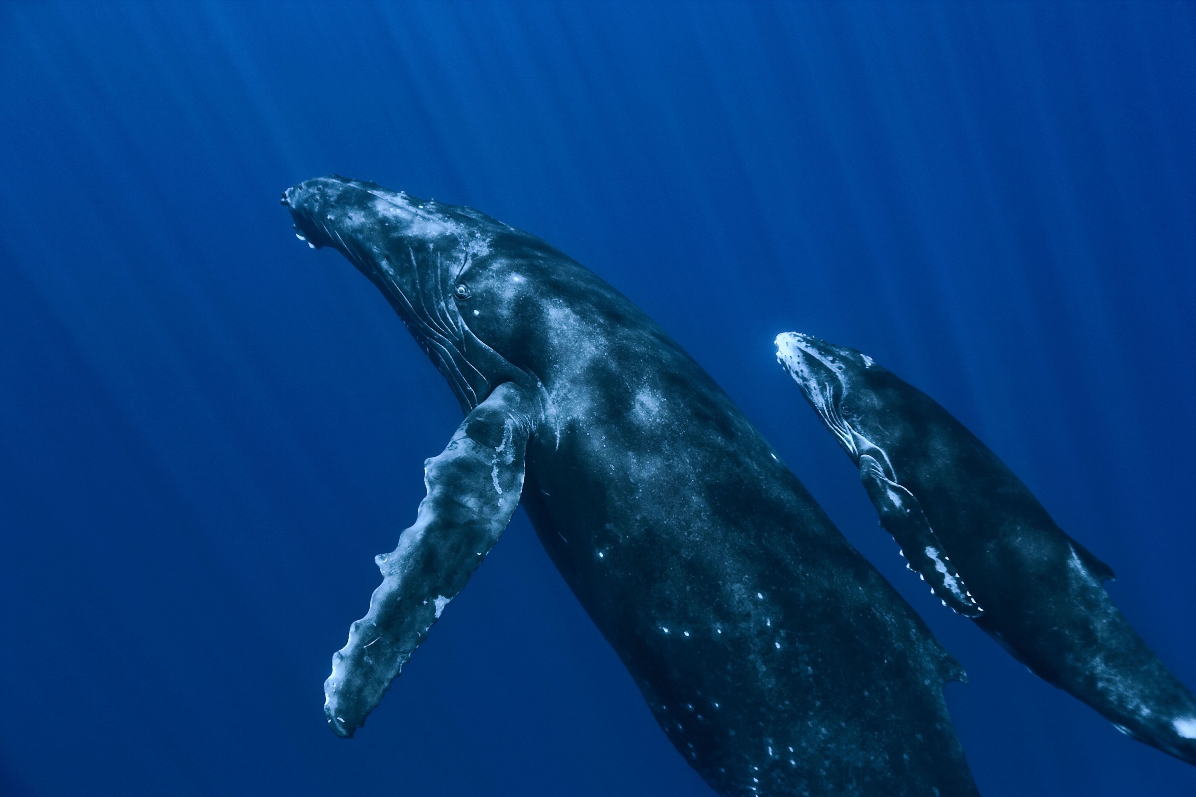 Whale Animals Sea Underwater Blue Family 2400x1600