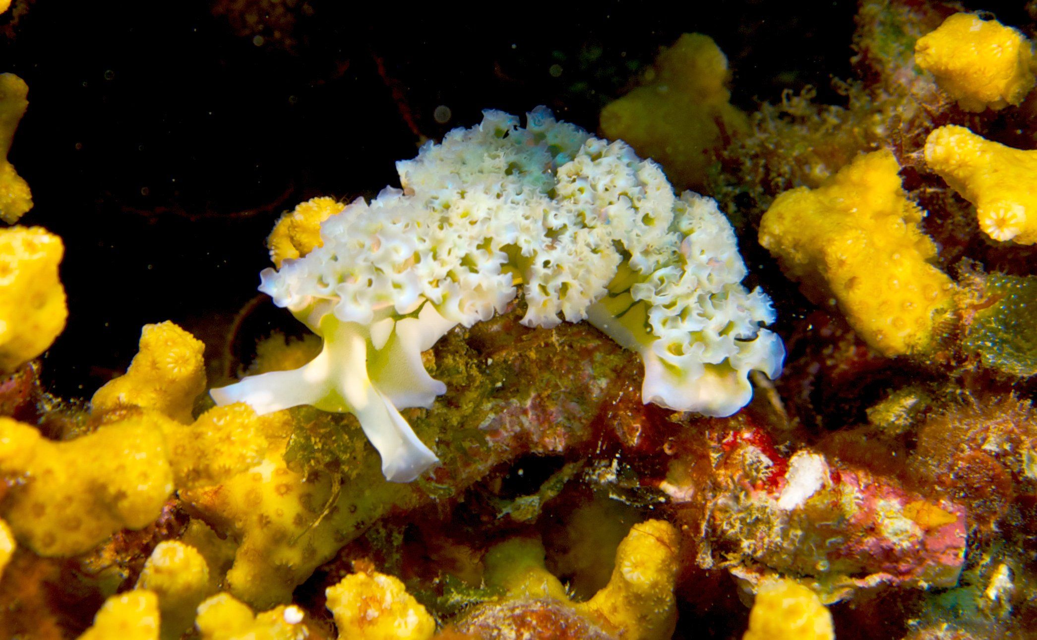 Nudibranch Sea Slug 2091x1291