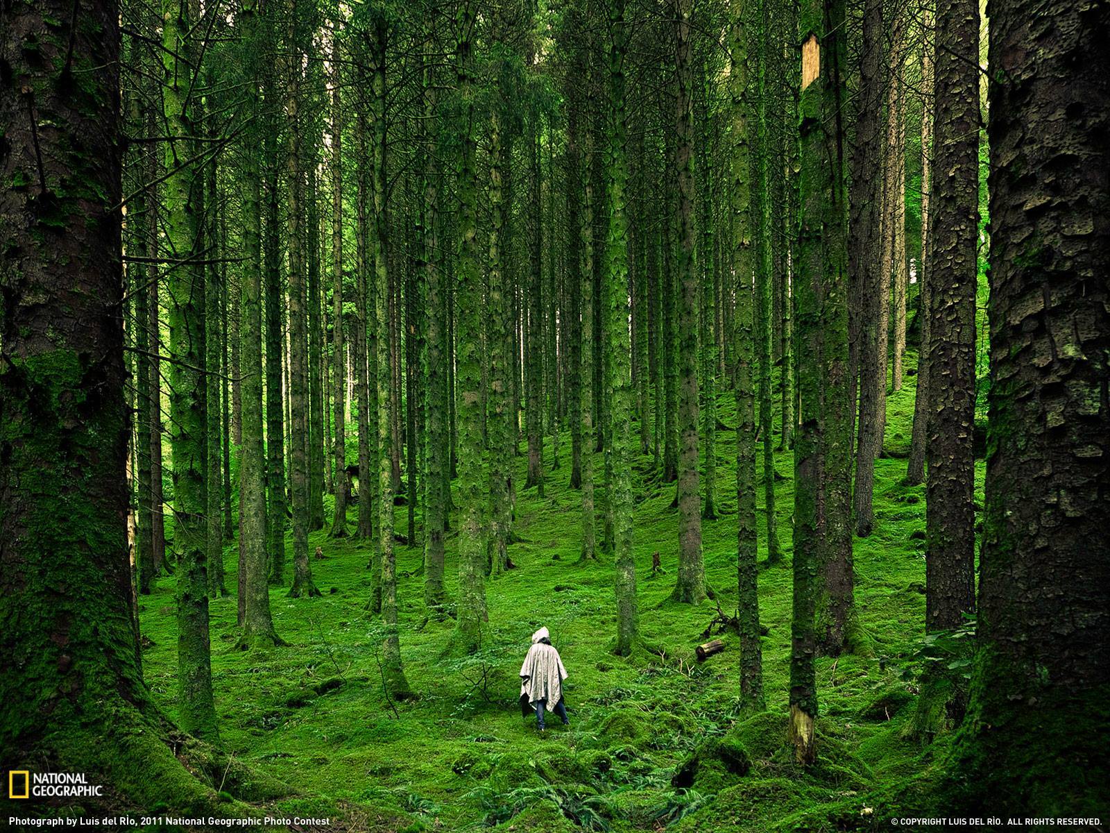 Nature Landscape National Geographic Trees Forest Grass Moss Scottish Highlands UK Scotland Raincoat 1600x1200