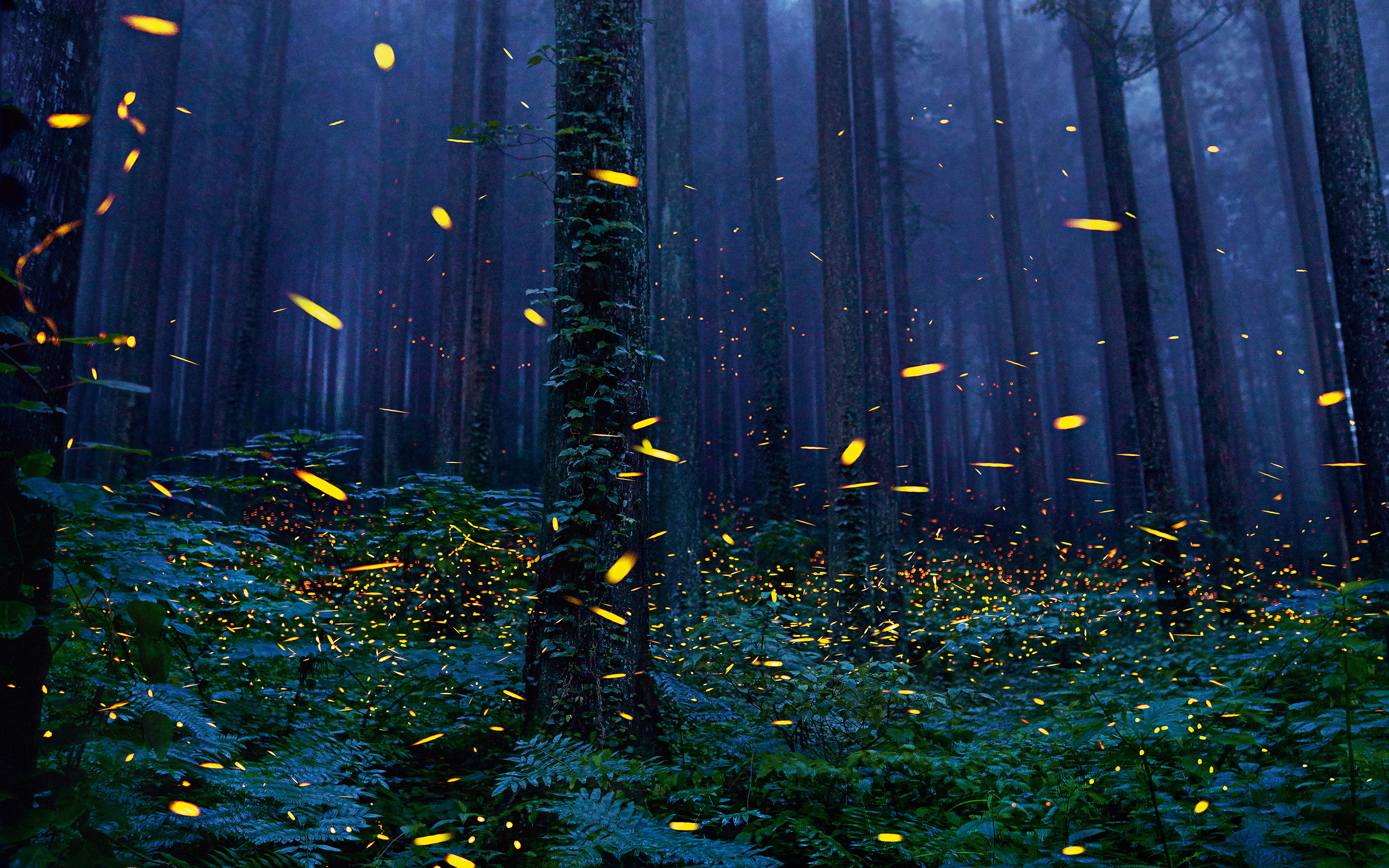 Fireflies Forest Trees Nature Digital Art 3360x2100