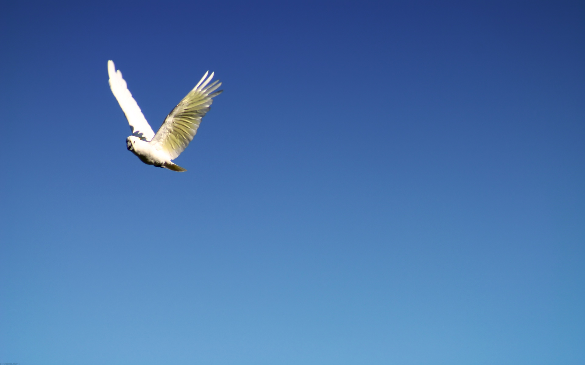 Animal Sulphur Crested Cockatoo 1920x1200