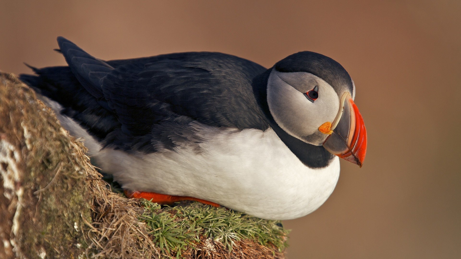 Nature Animals Birds Puffins 1920x1080