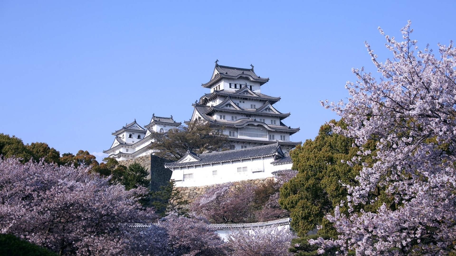 Himeji Castle Cherry Blossom Japan Sakura Blossom Spring Hyogo 1920x1080